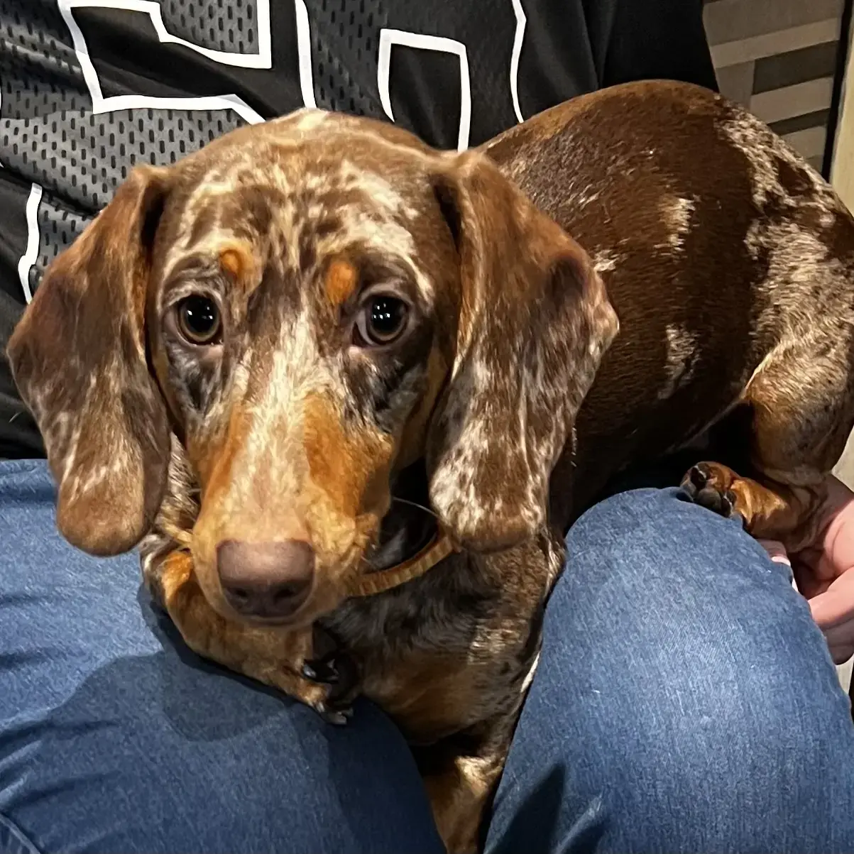 Dachshund (Miniature Smooth-Haired)