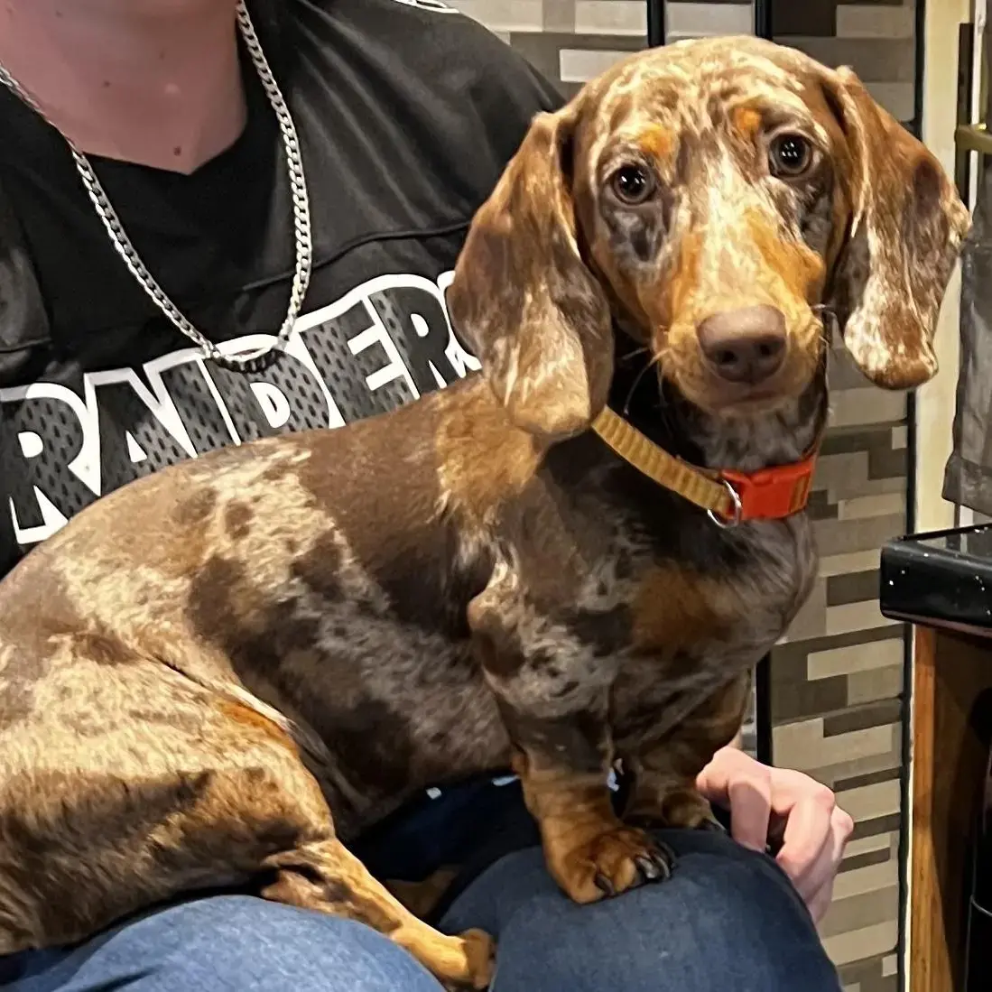 Dachshund (Miniature Smooth-Haired)