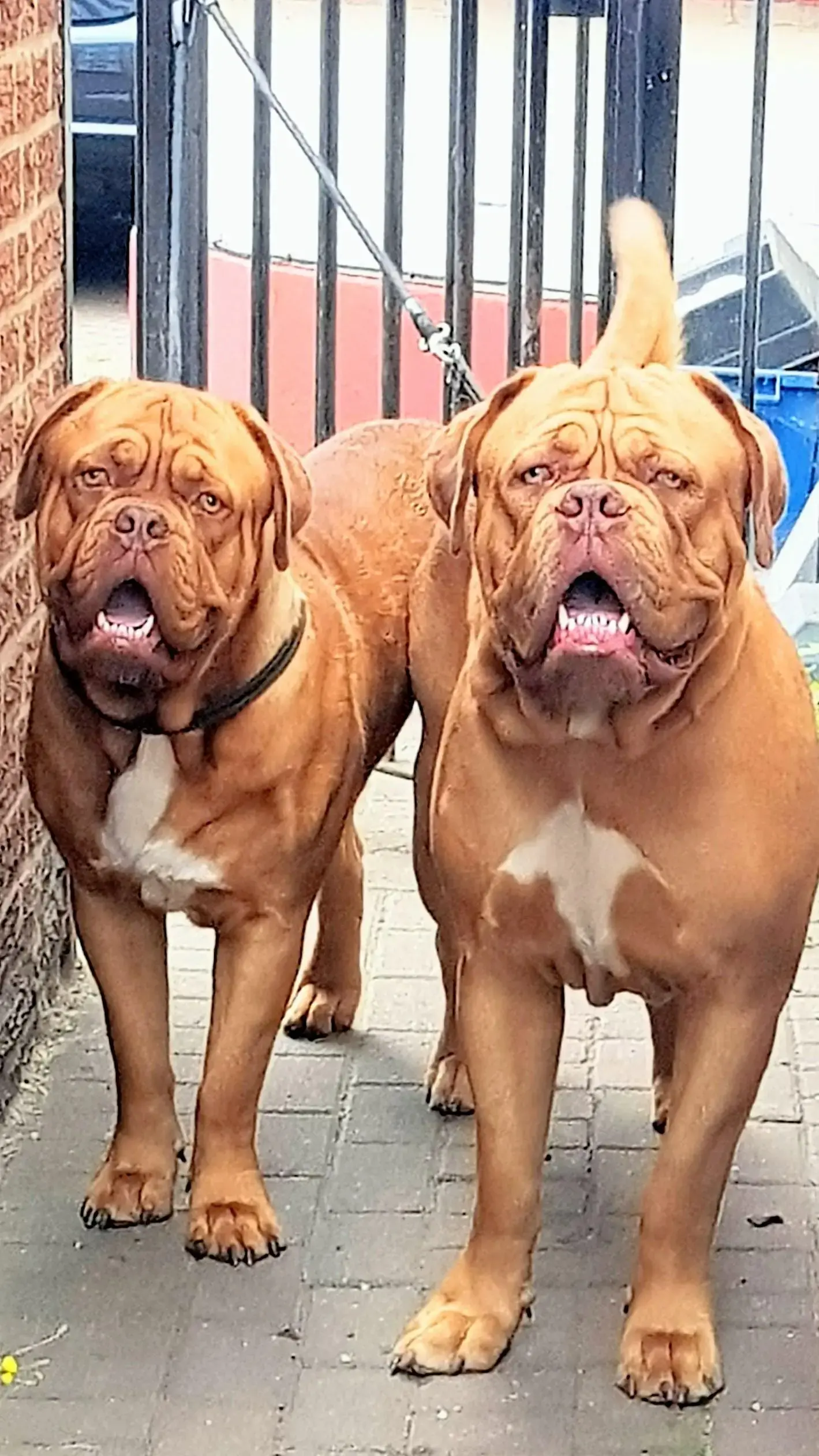 Dogue de Bordeaux