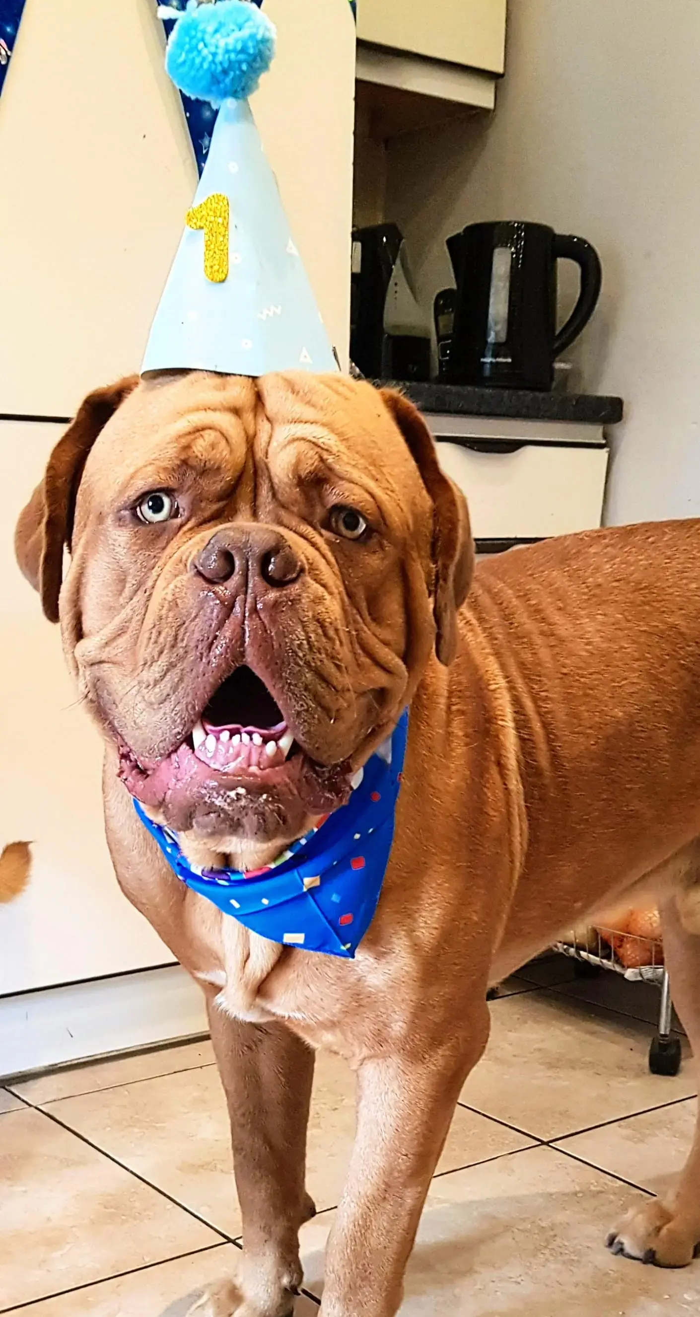 Dogue de Bordeaux