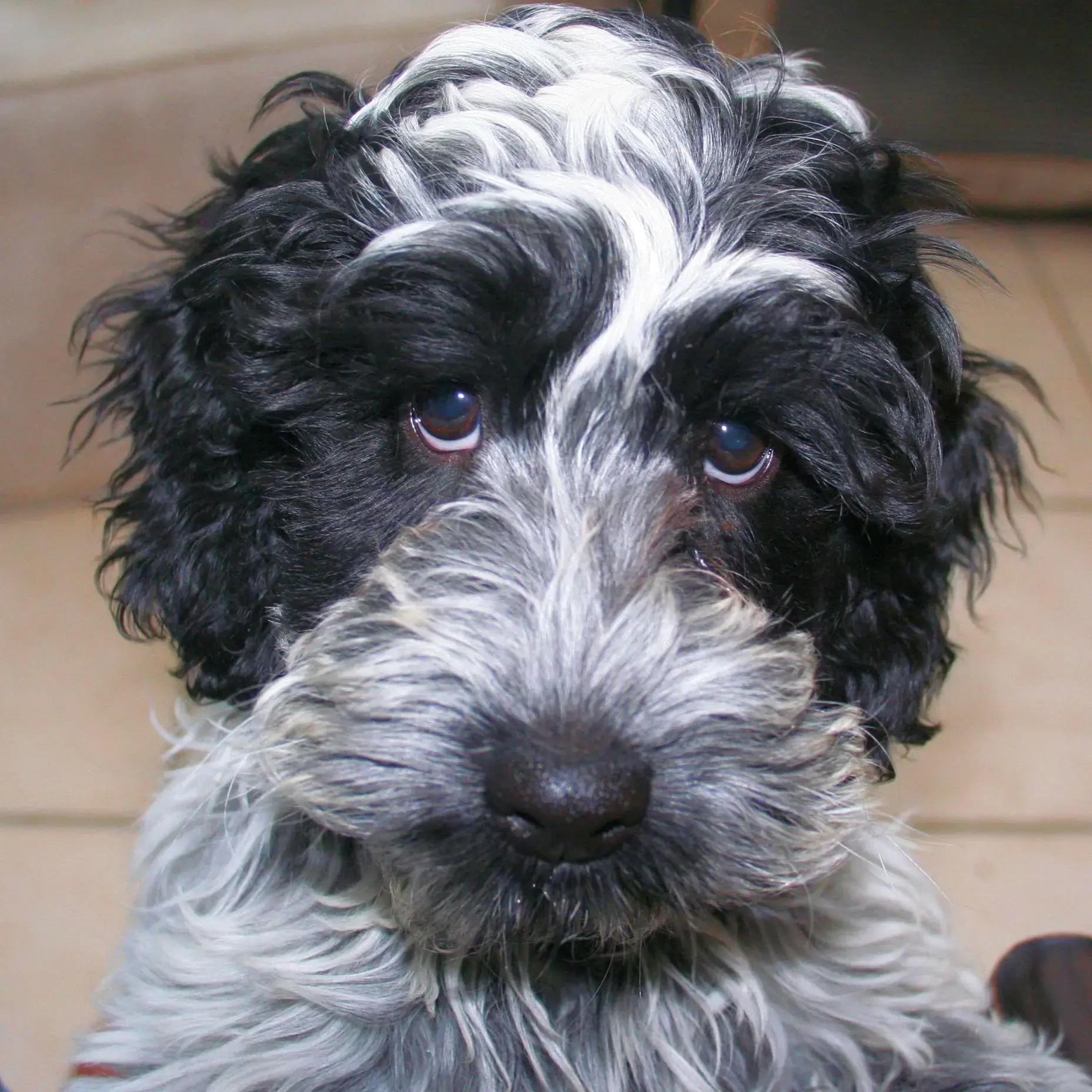 Cockapoo