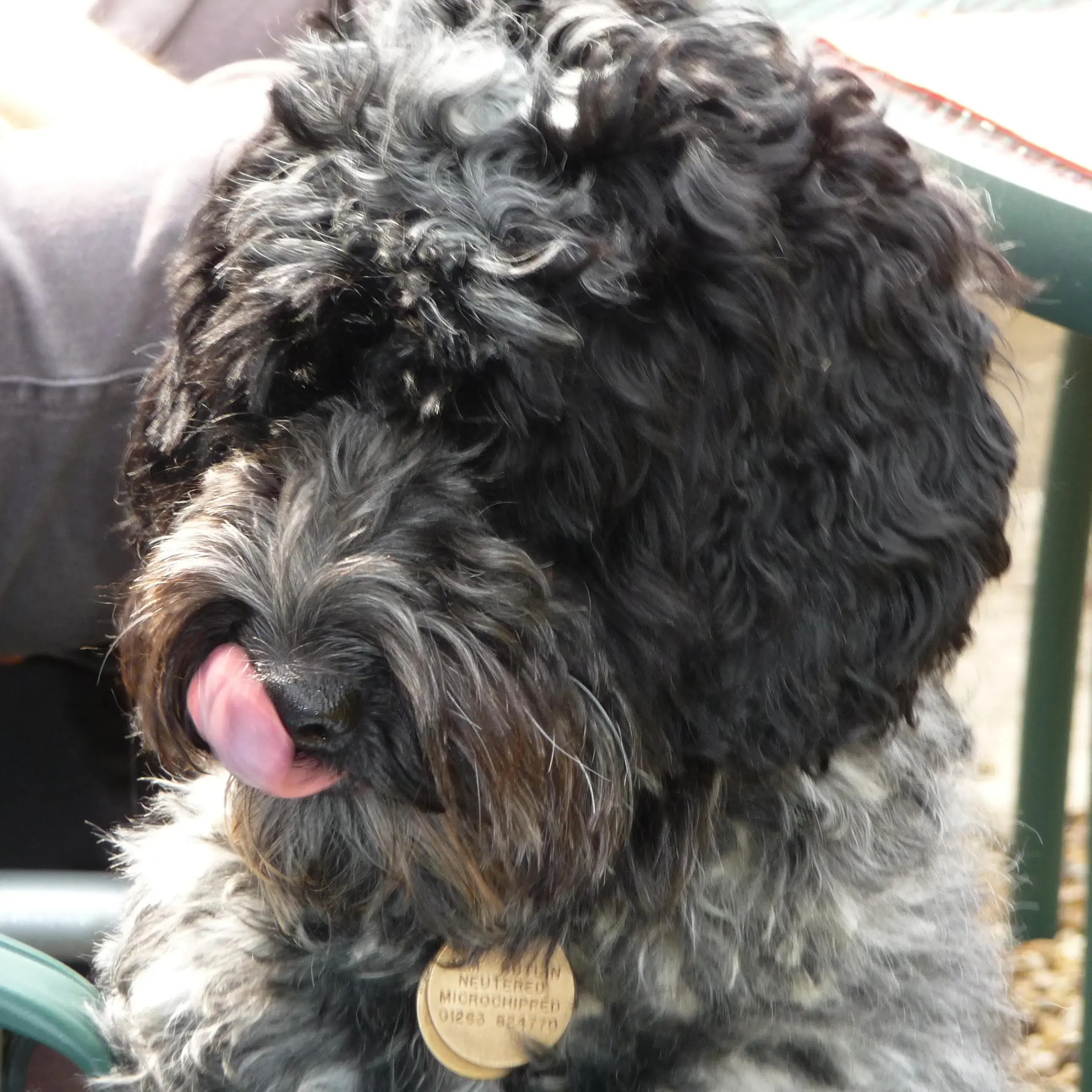 Cockapoo
