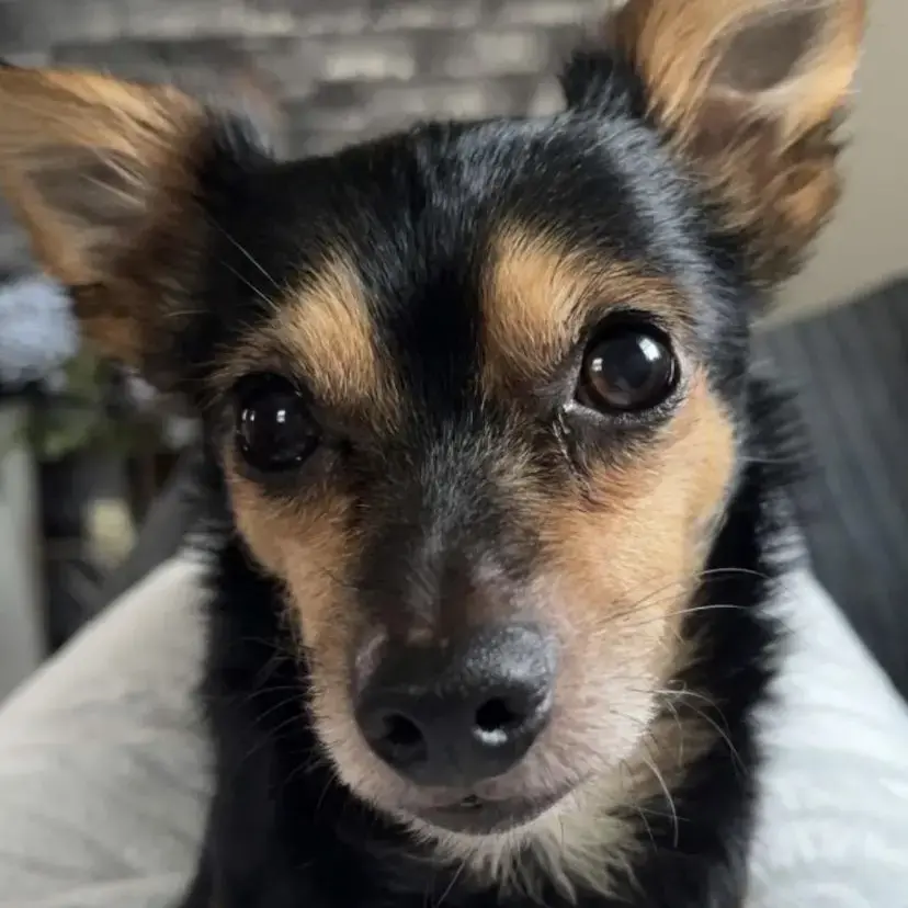 Chorkie