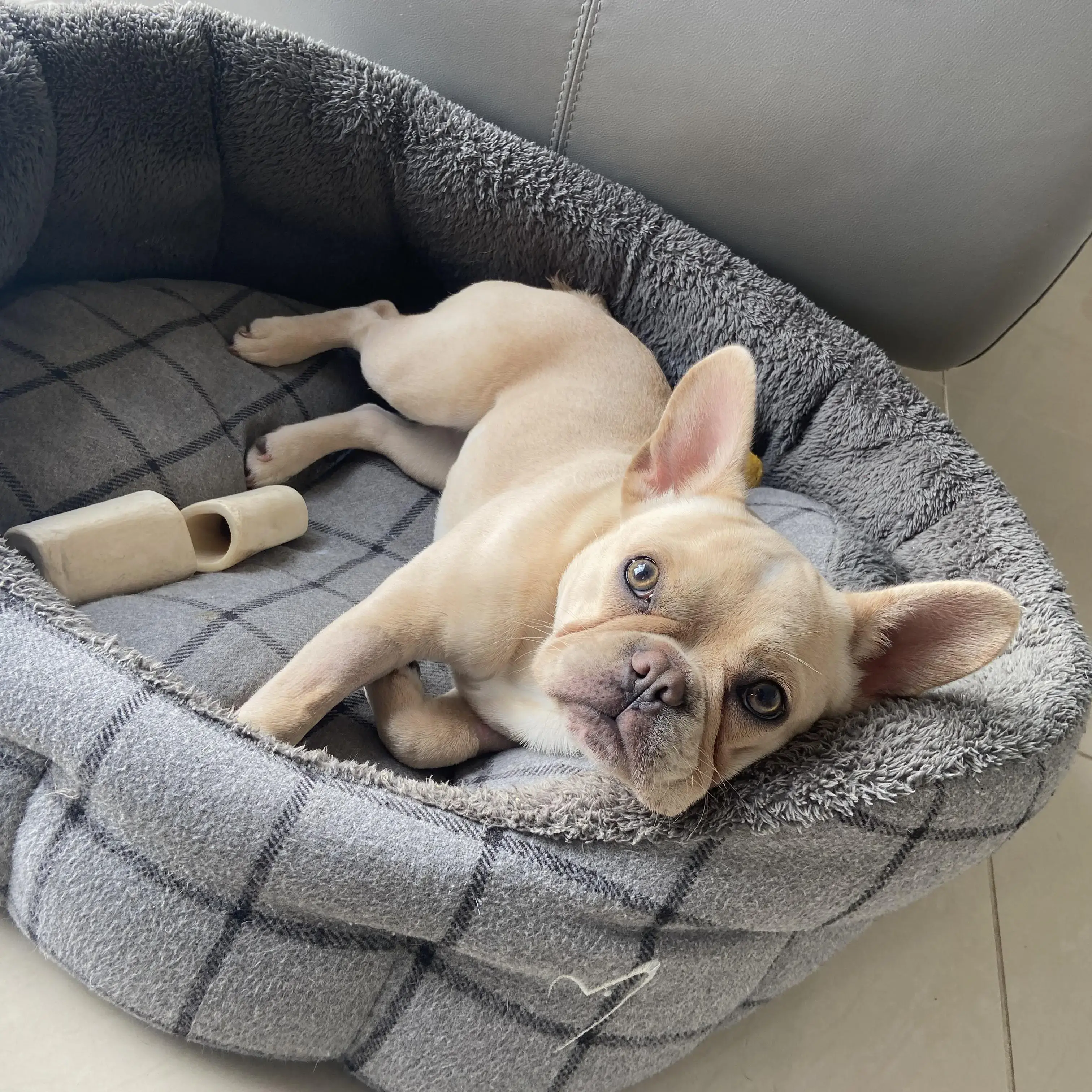 French Bulldog