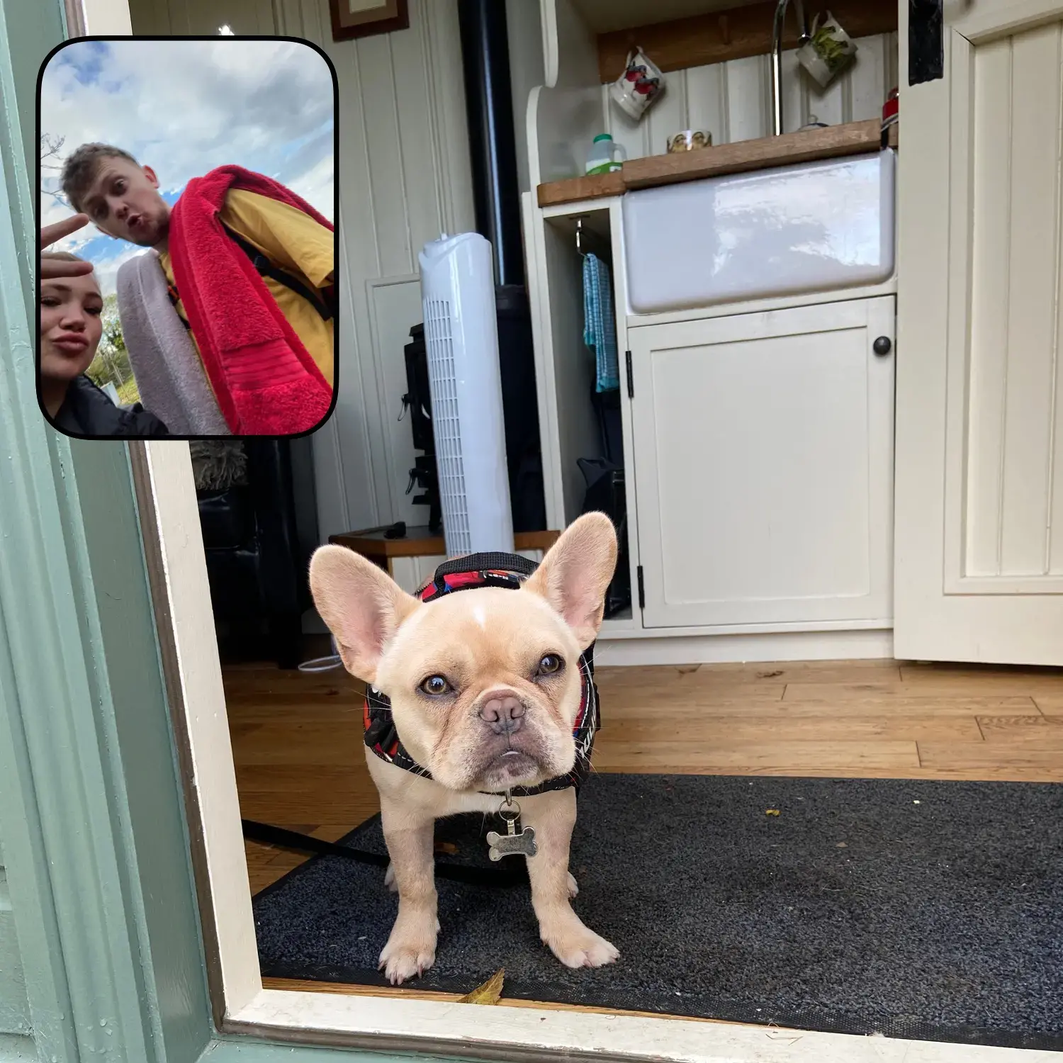 French Bulldog