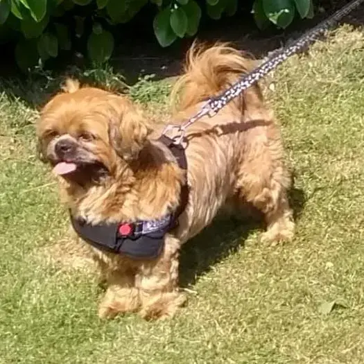 Shih Tzu