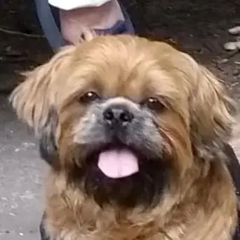 Shih Tzu