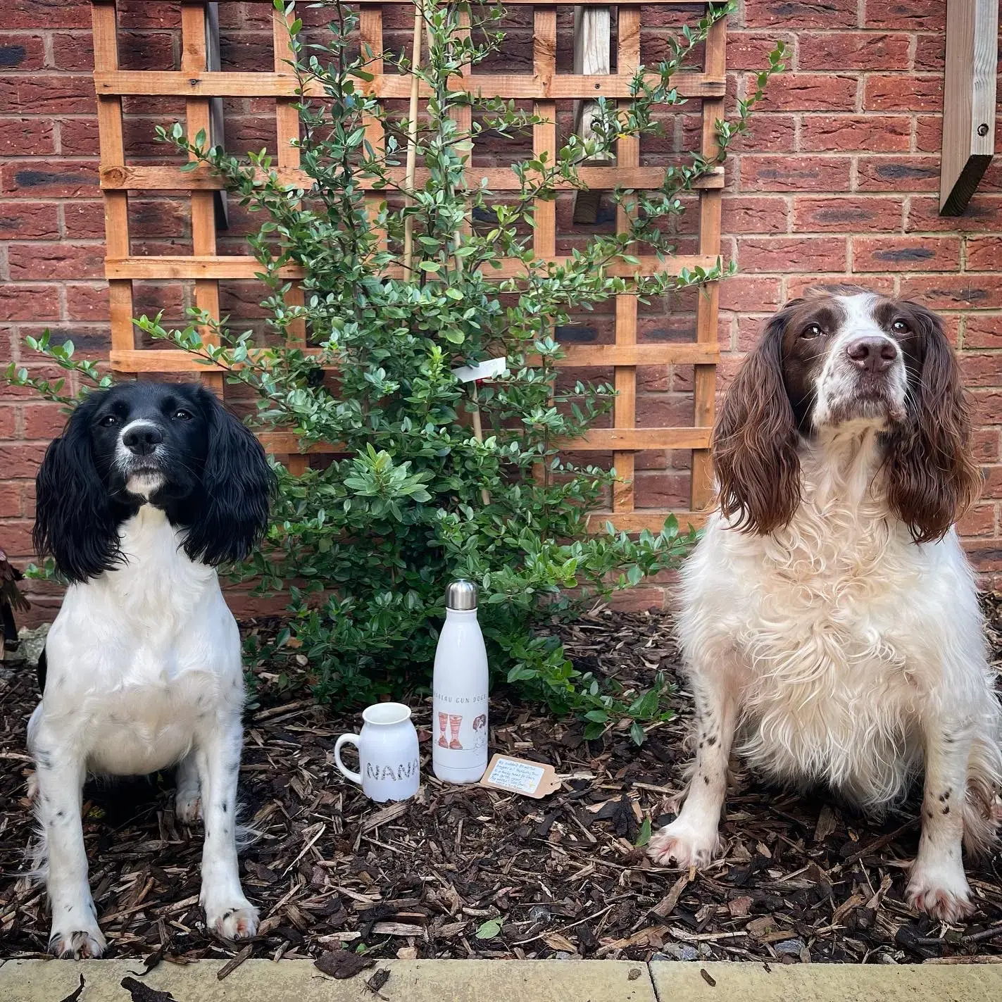 English Springer Spaniel
