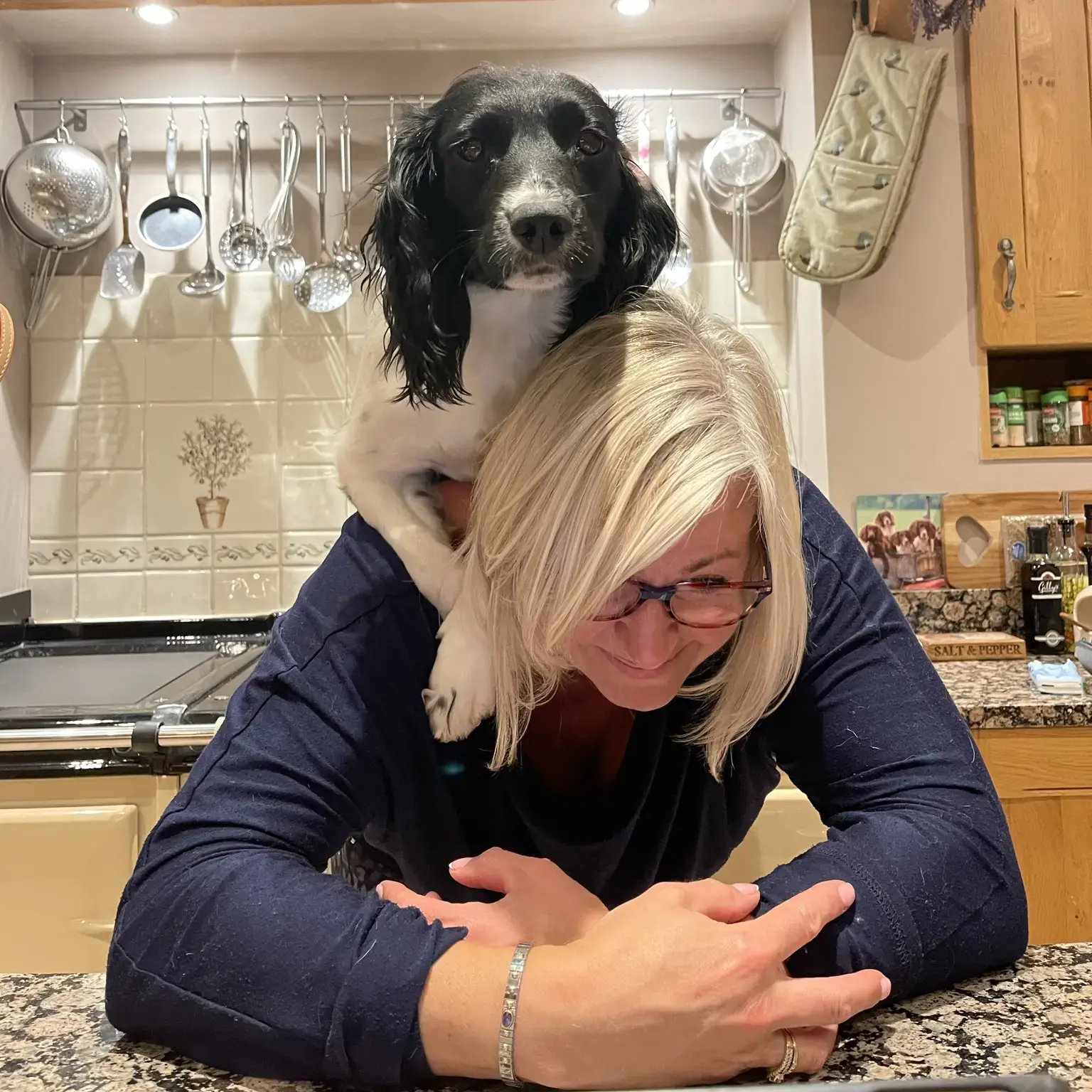 English Springer Spaniel