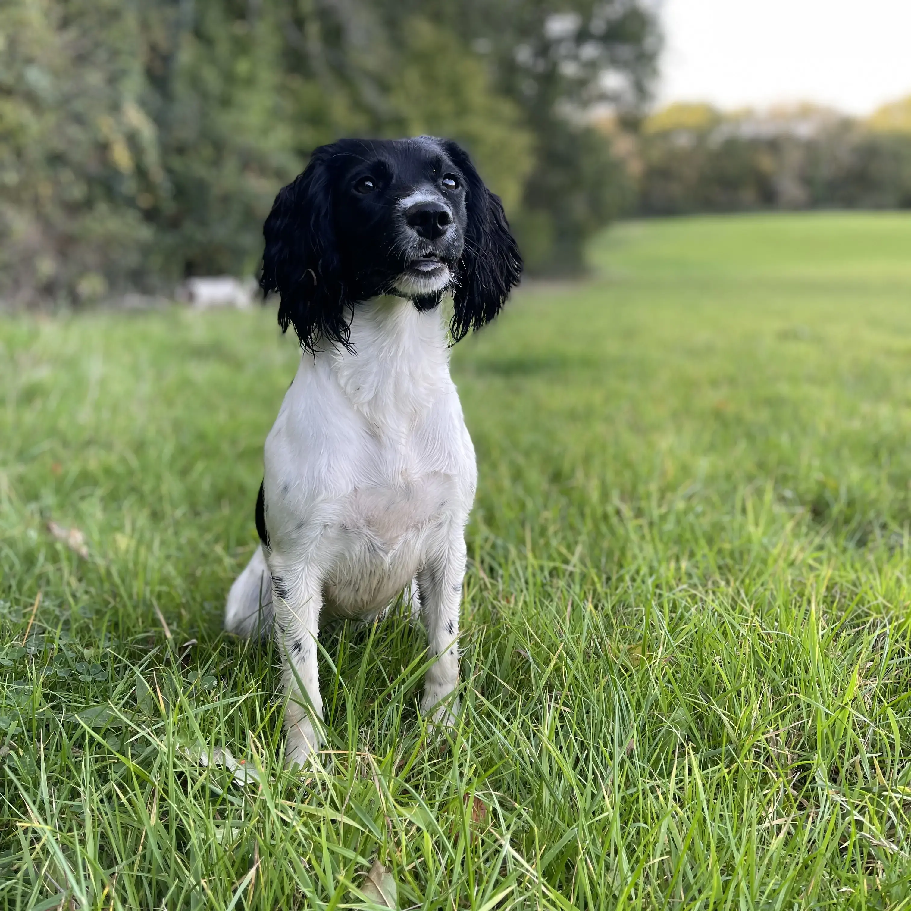 English Springer Spaniel