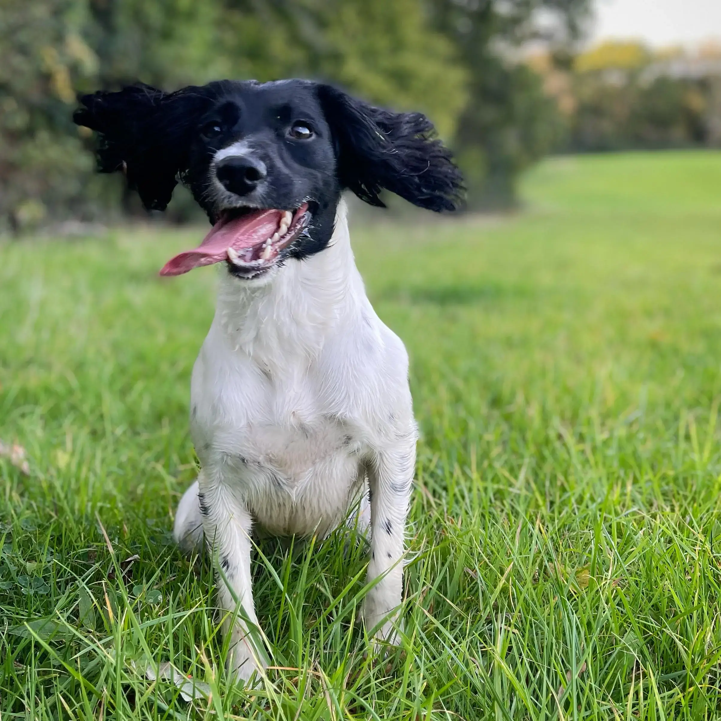 English Springer Spaniel