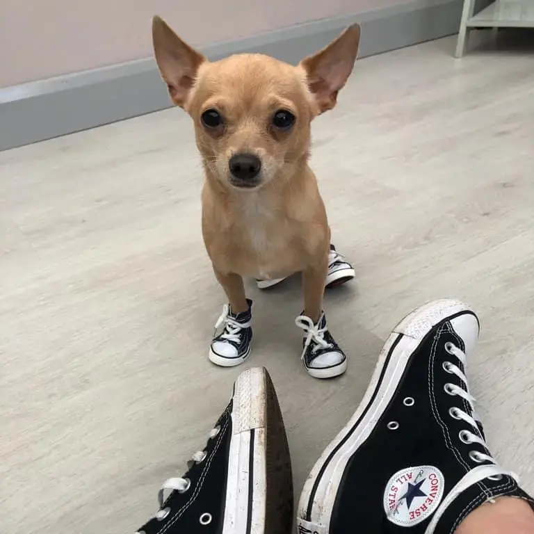 Chihuahua (Smooth Coat)