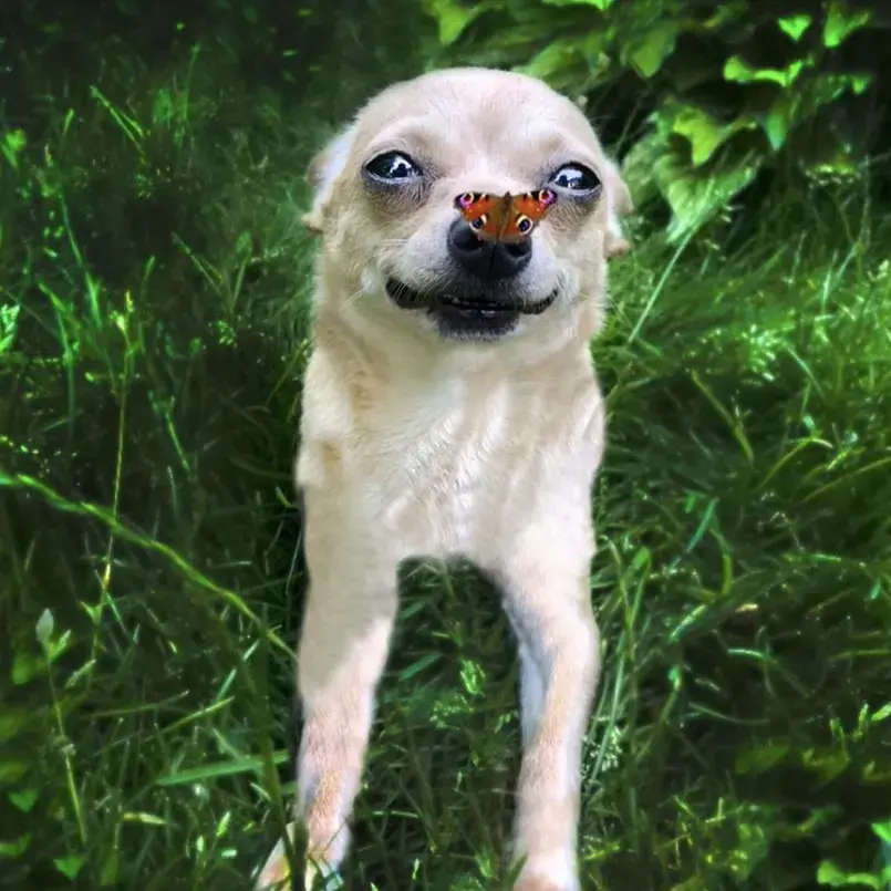 Chihuahua (Smooth Coat)