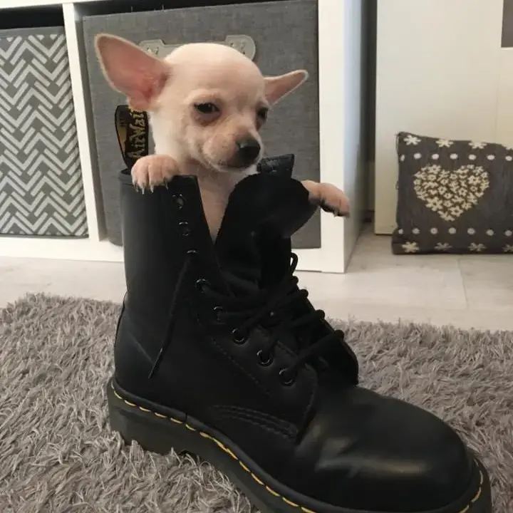 Chihuahua (Smooth Coat)