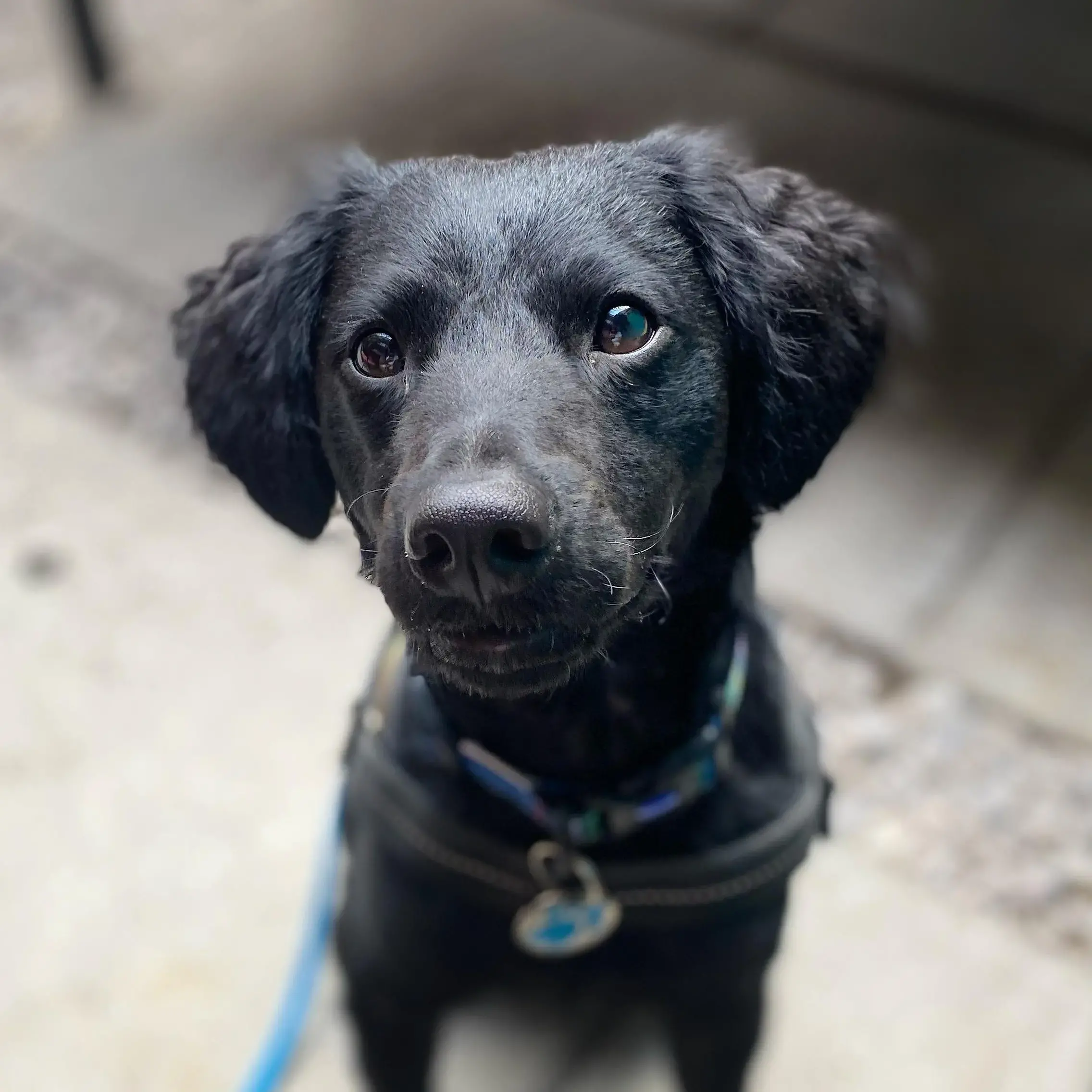 Labradoodle