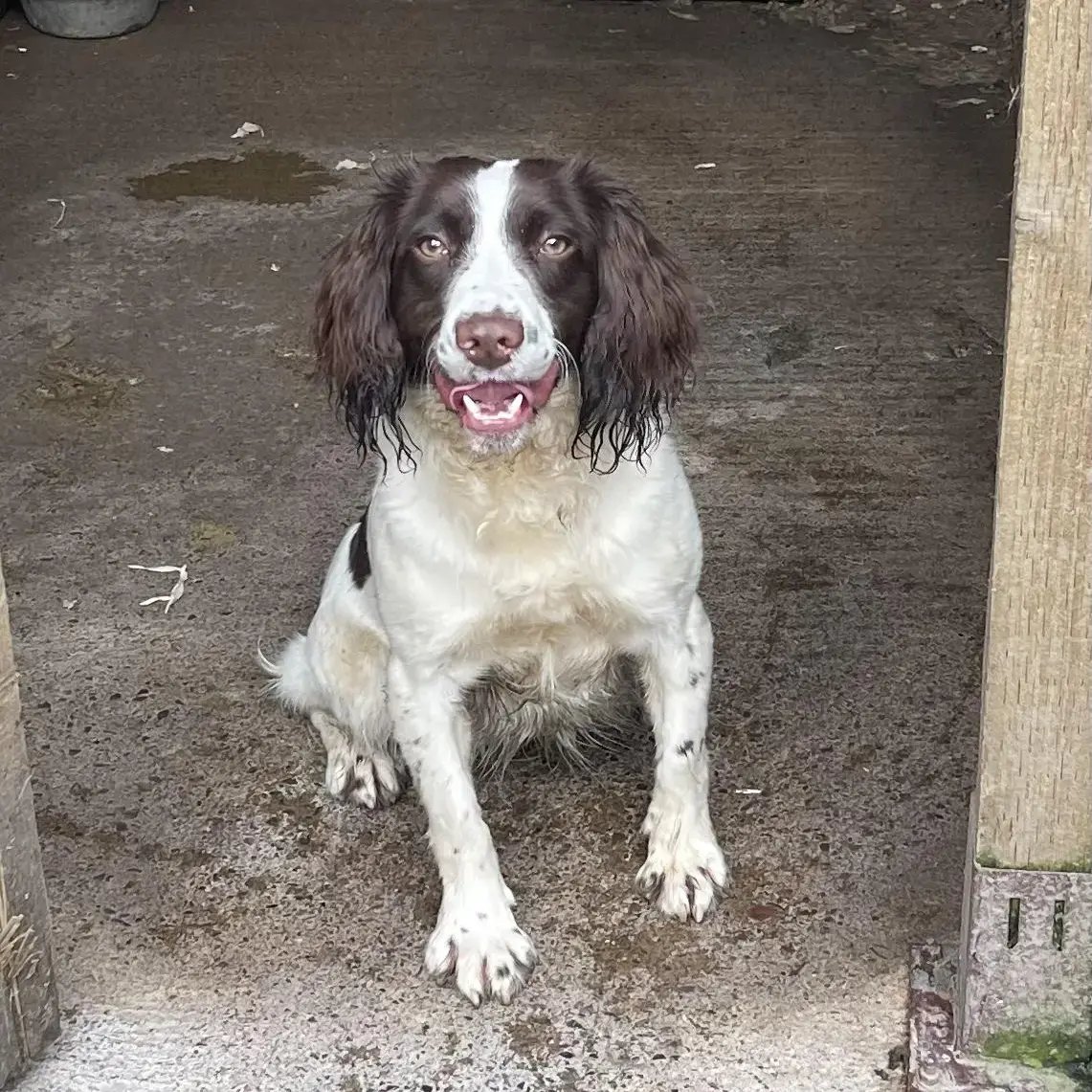 English Springer Spaniel