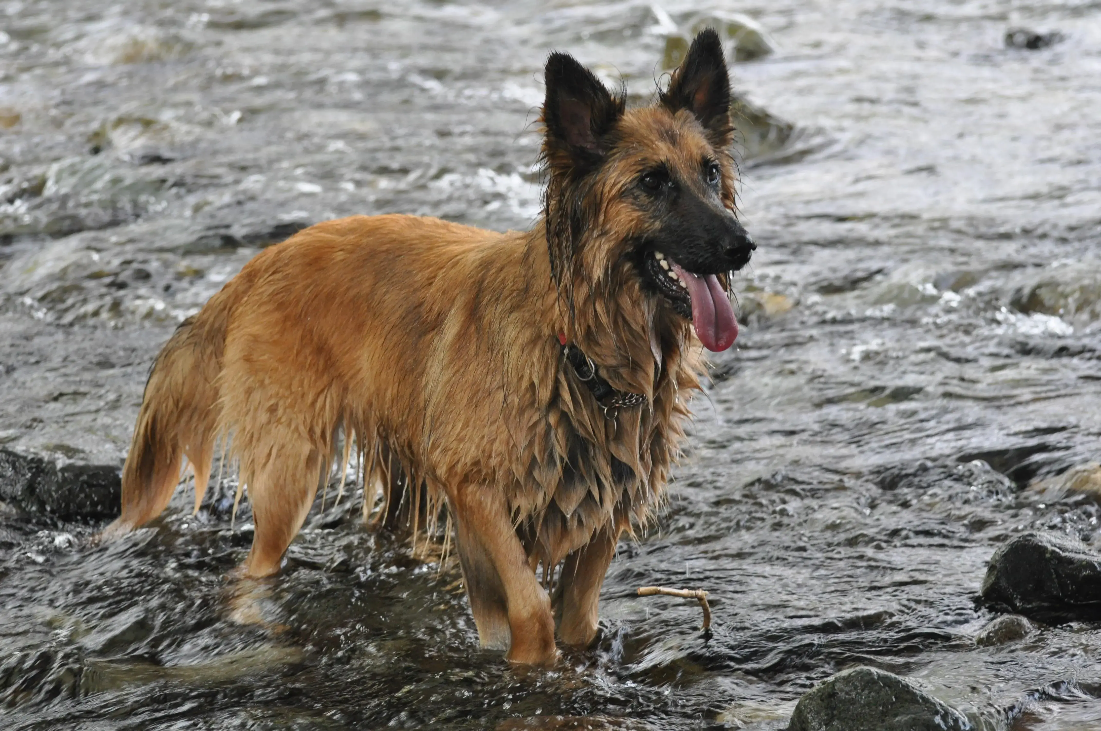 German Shepherd Dog