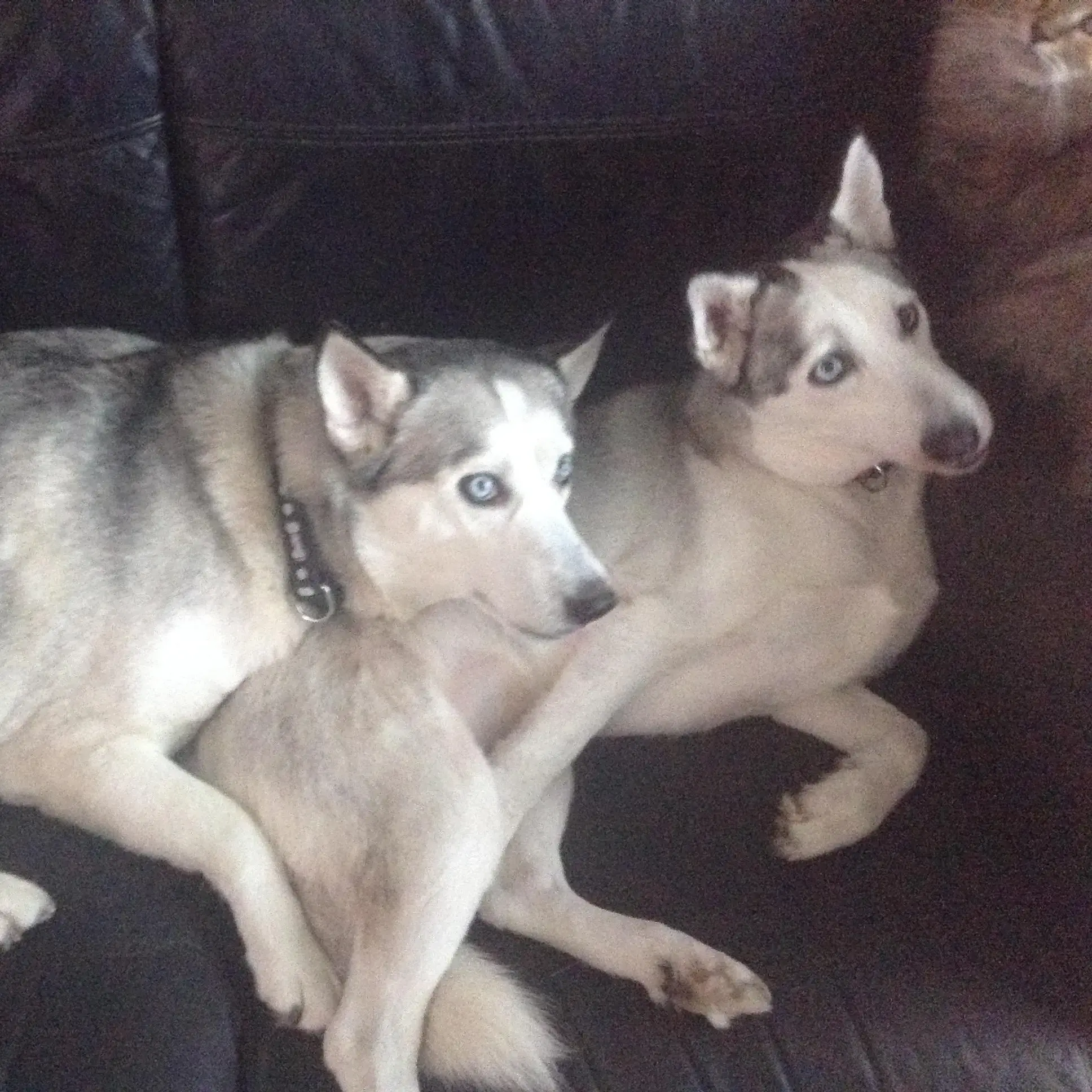 Siberian Husky