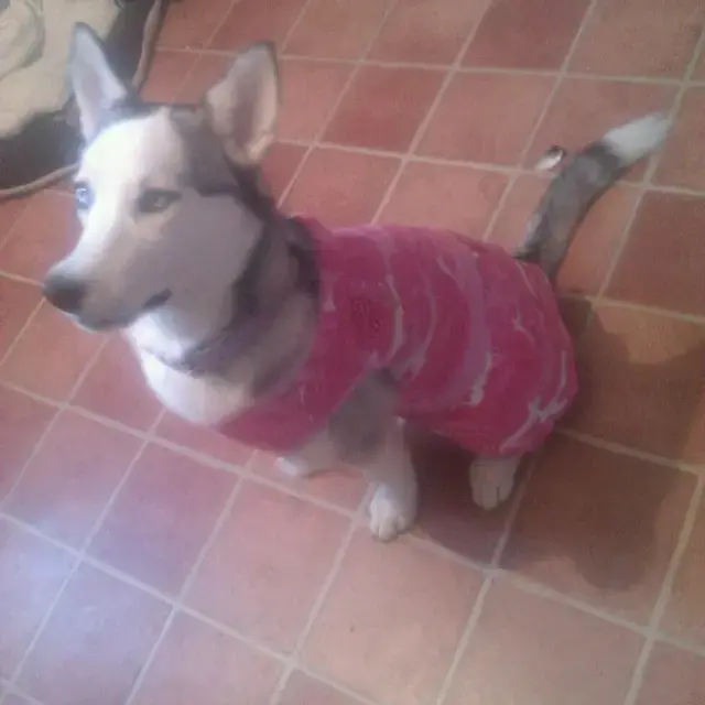 Siberian Husky