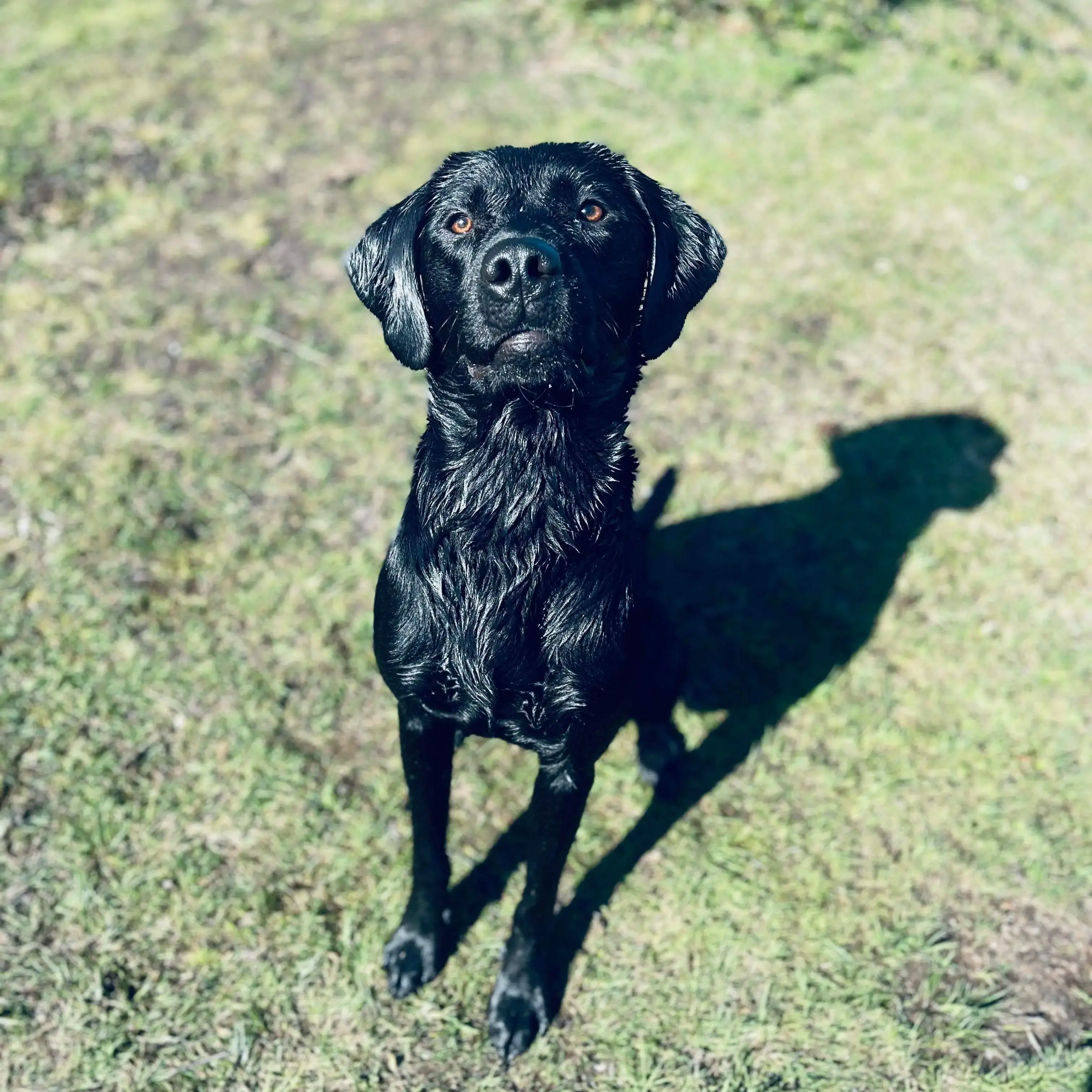 Labrador Retriever