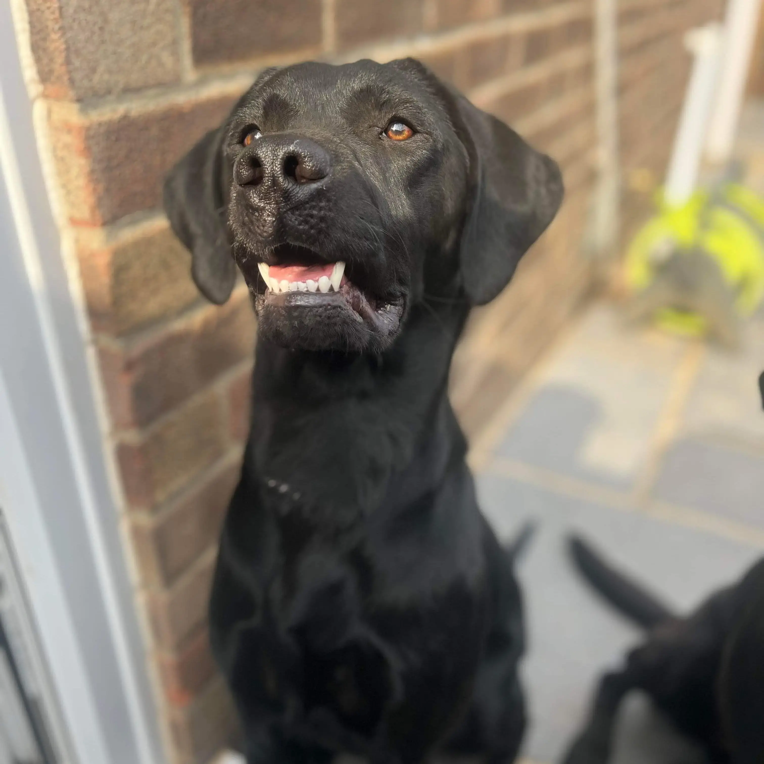 Labrador Retriever