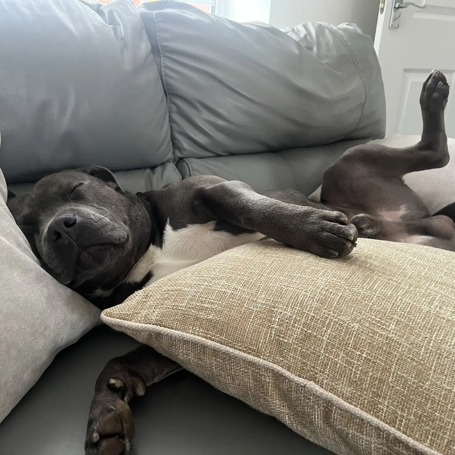 Staffordshire Bull Terrier