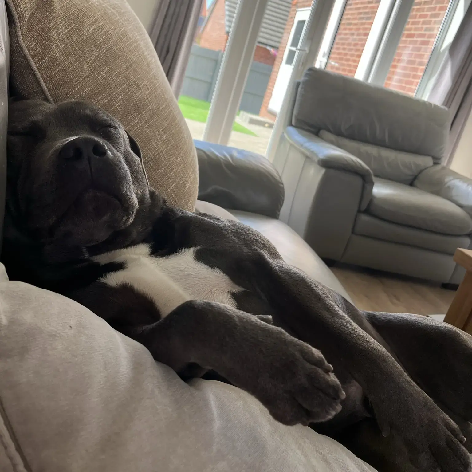 Staffordshire Bull Terrier