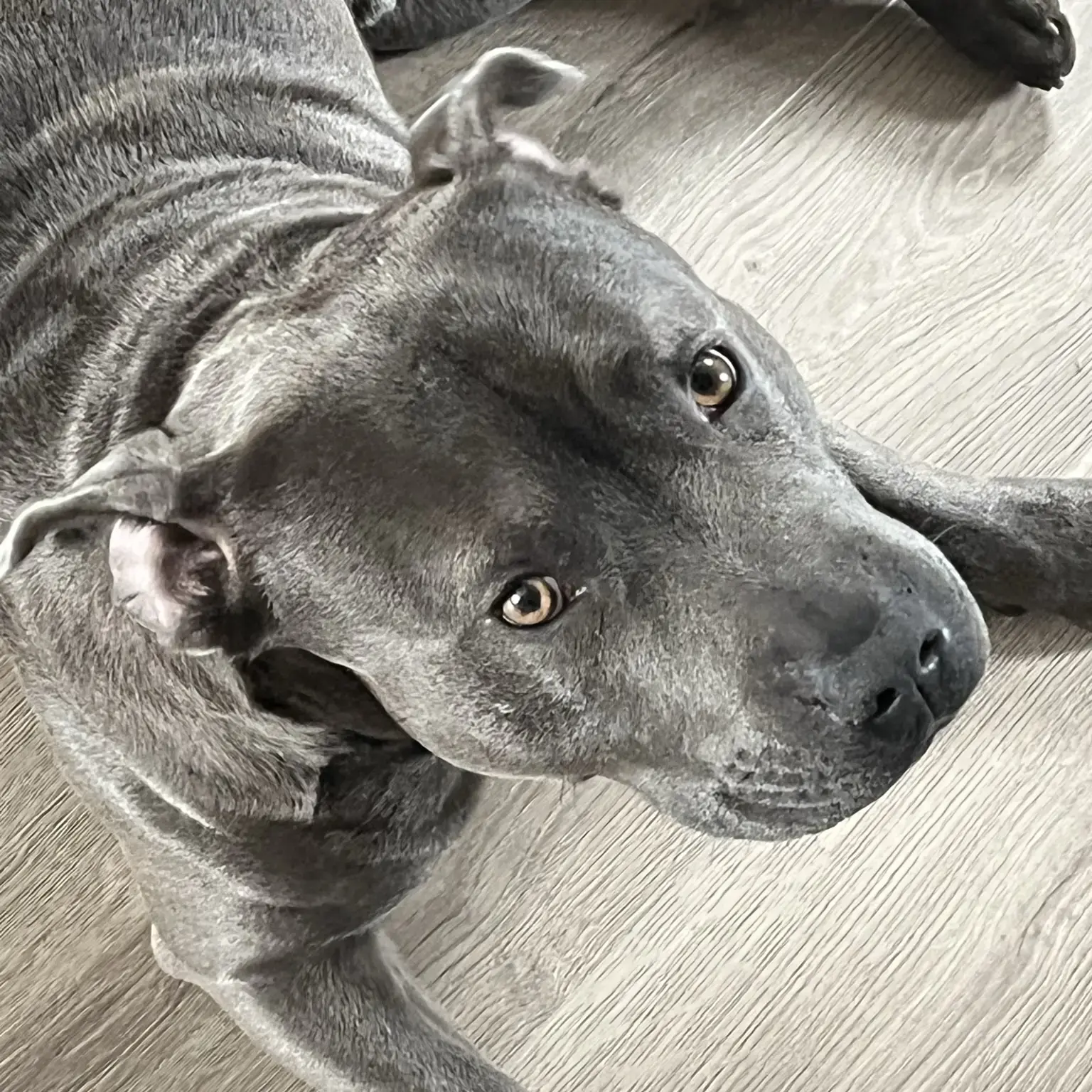 Staffordshire Bull Terrier