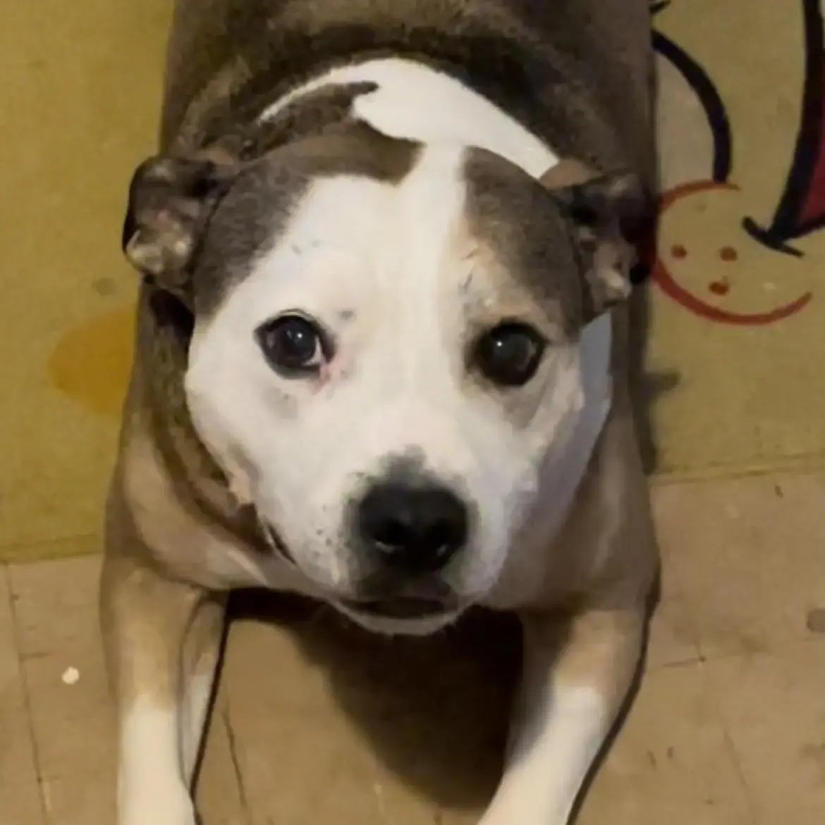 Staffordshire Bull Terrier