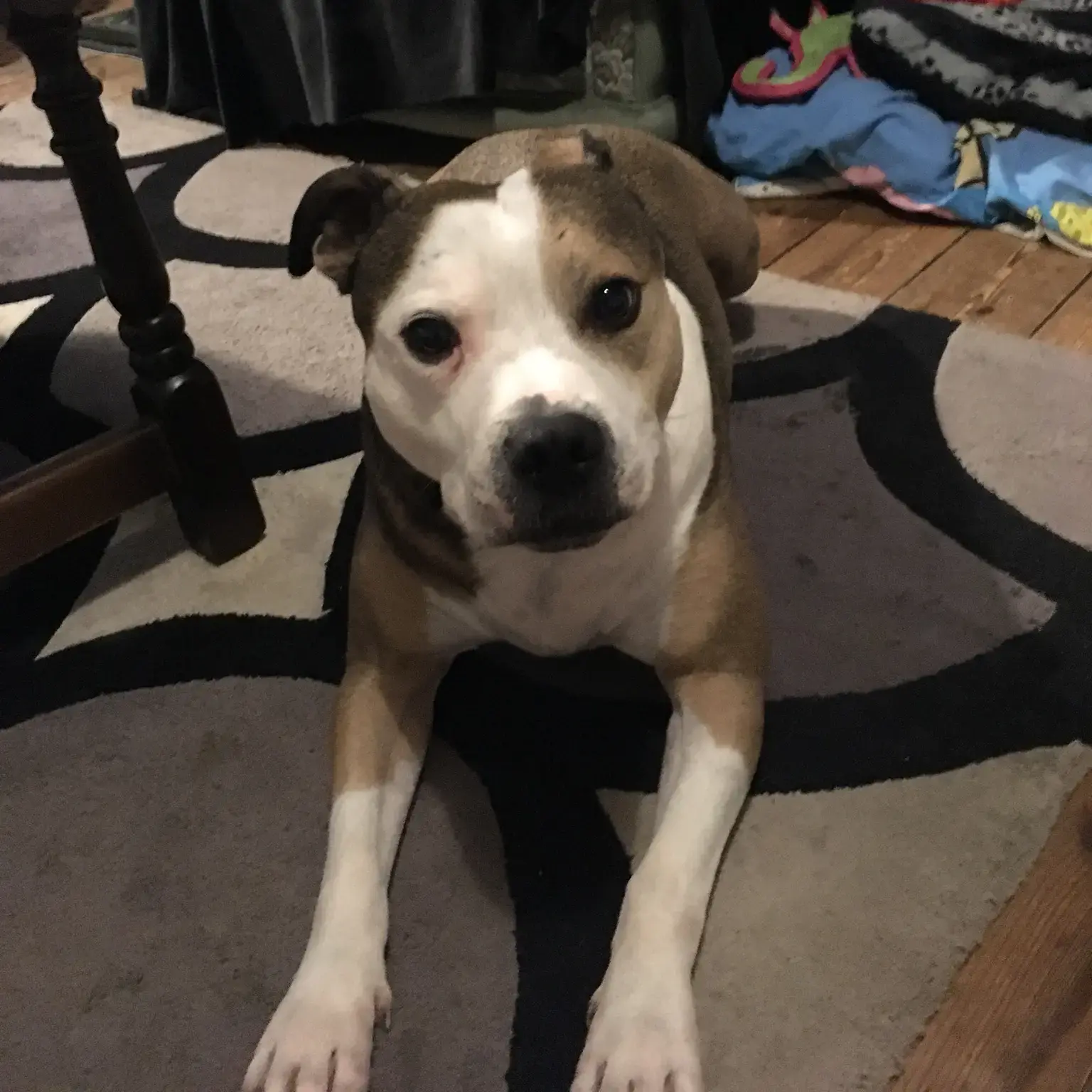 Staffordshire Bull Terrier