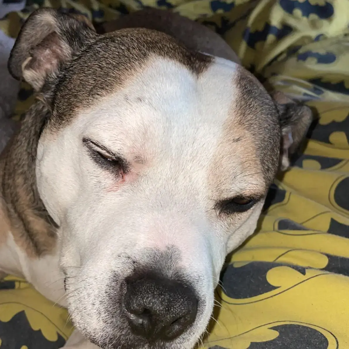 Staffordshire Bull Terrier