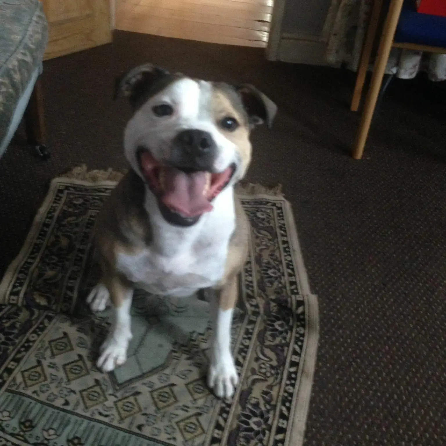 Staffordshire Bull Terrier