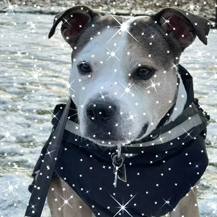 Staffordshire Bull Terrier