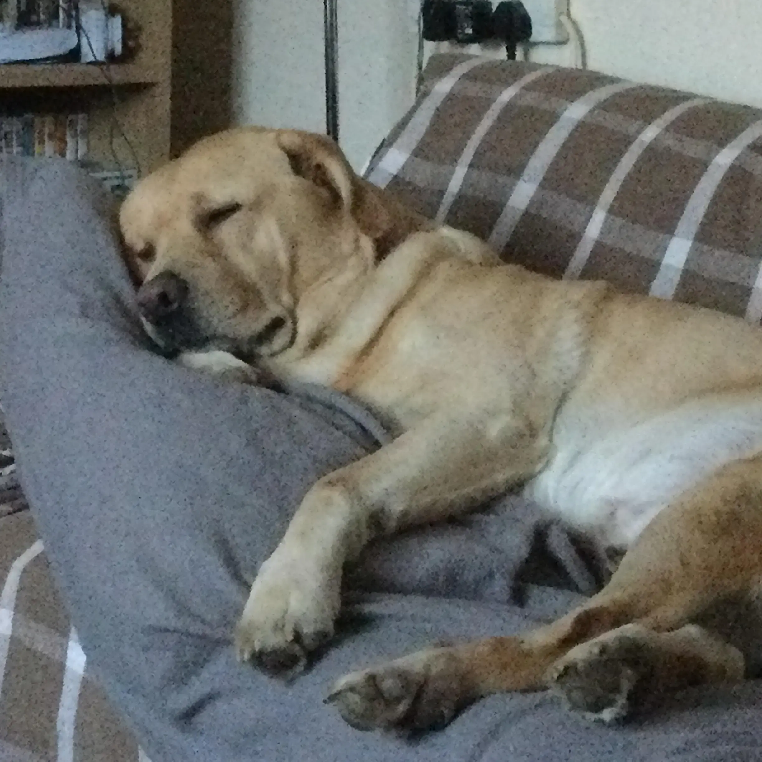 Labrador Retriever