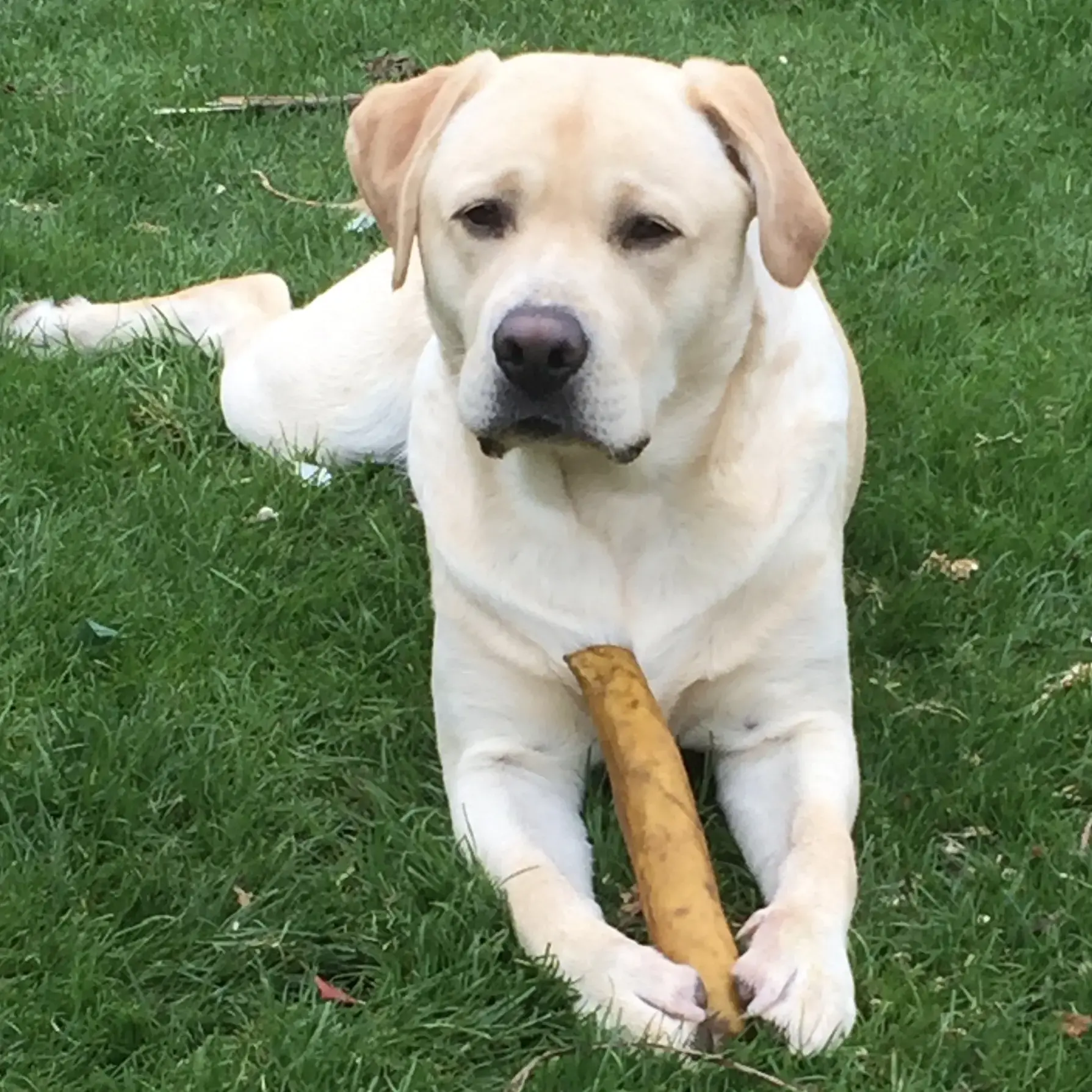 Labrador Retriever