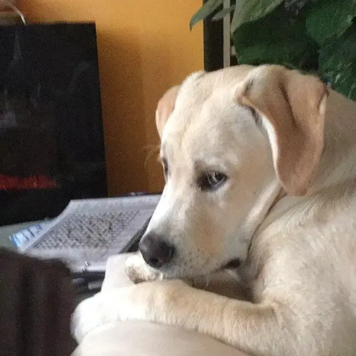 Labrador Retriever