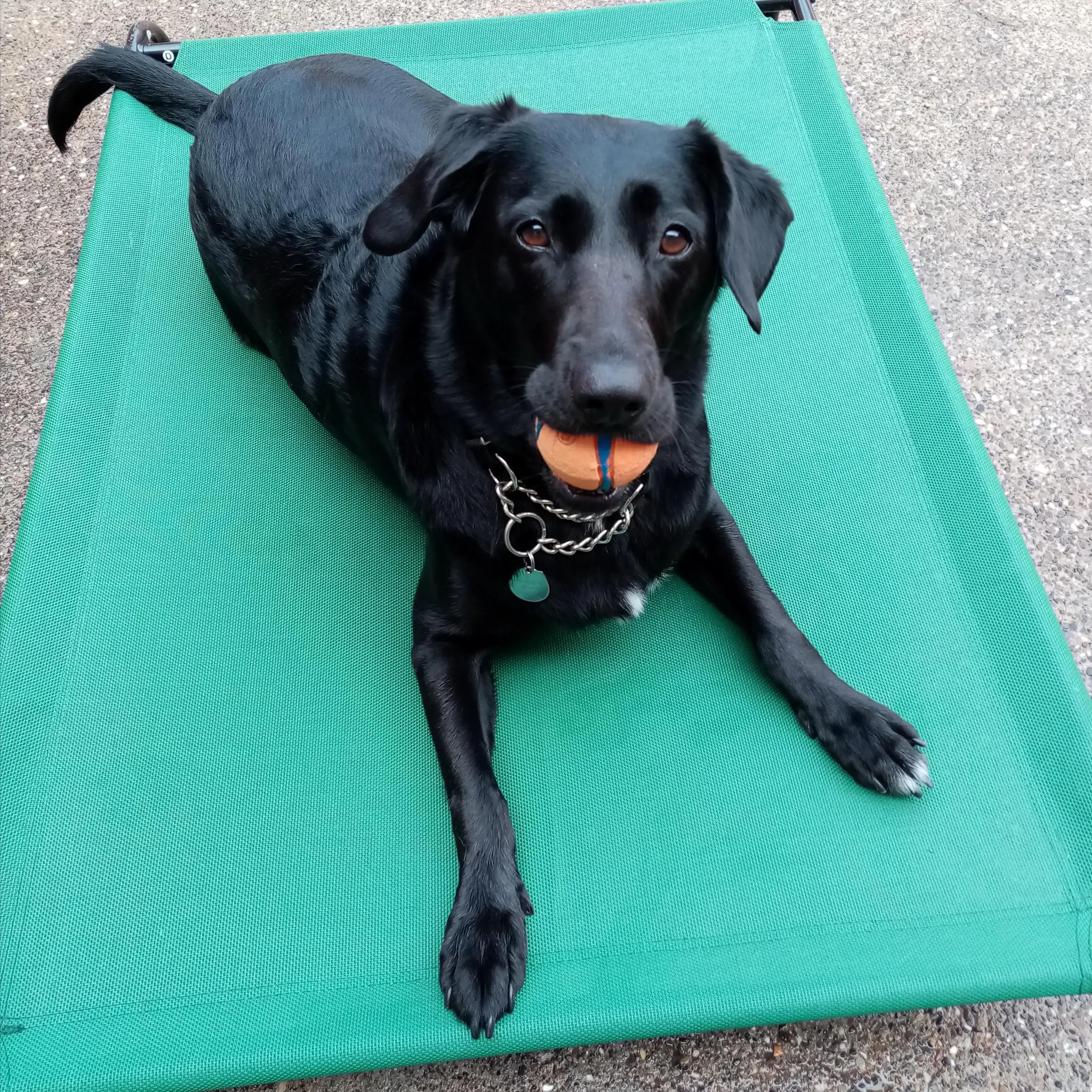 Cocker Spaniel (English)