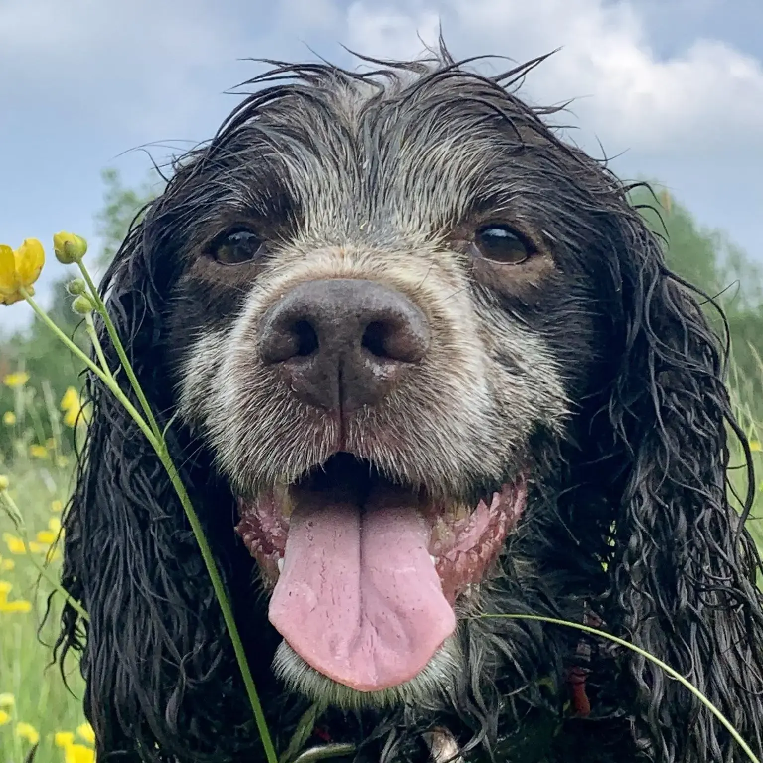 Cocker Spaniel (English)