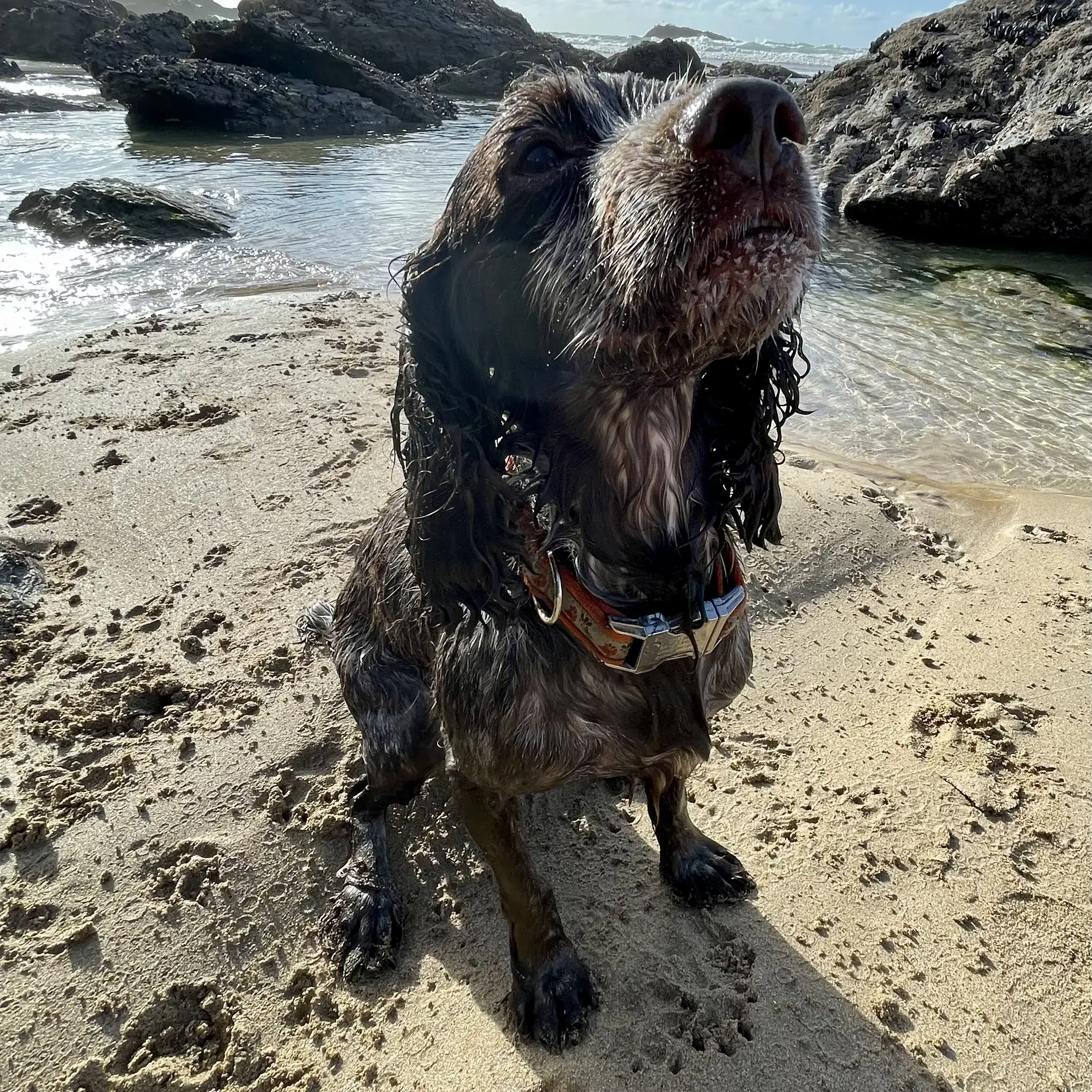 Cocker Spaniel (English)