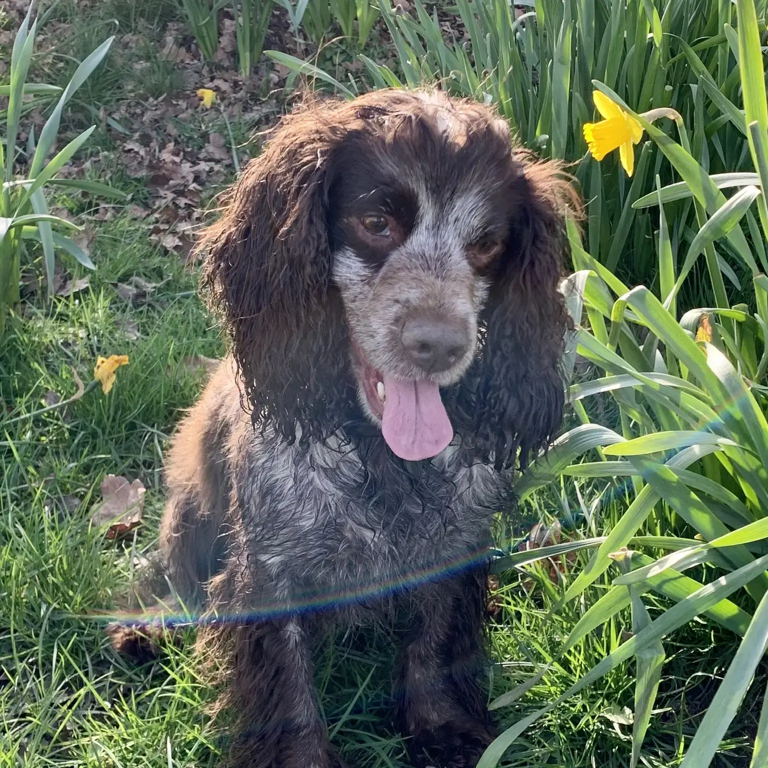 Cocker Spaniel (English)