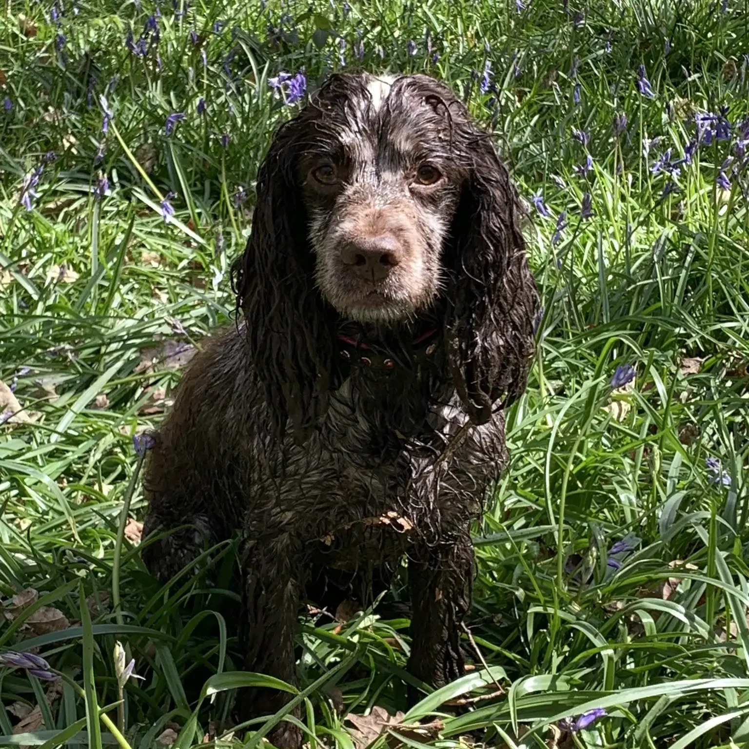 Cocker Spaniel (English)