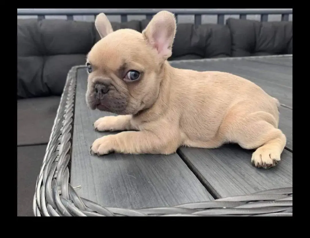 French Bulldog