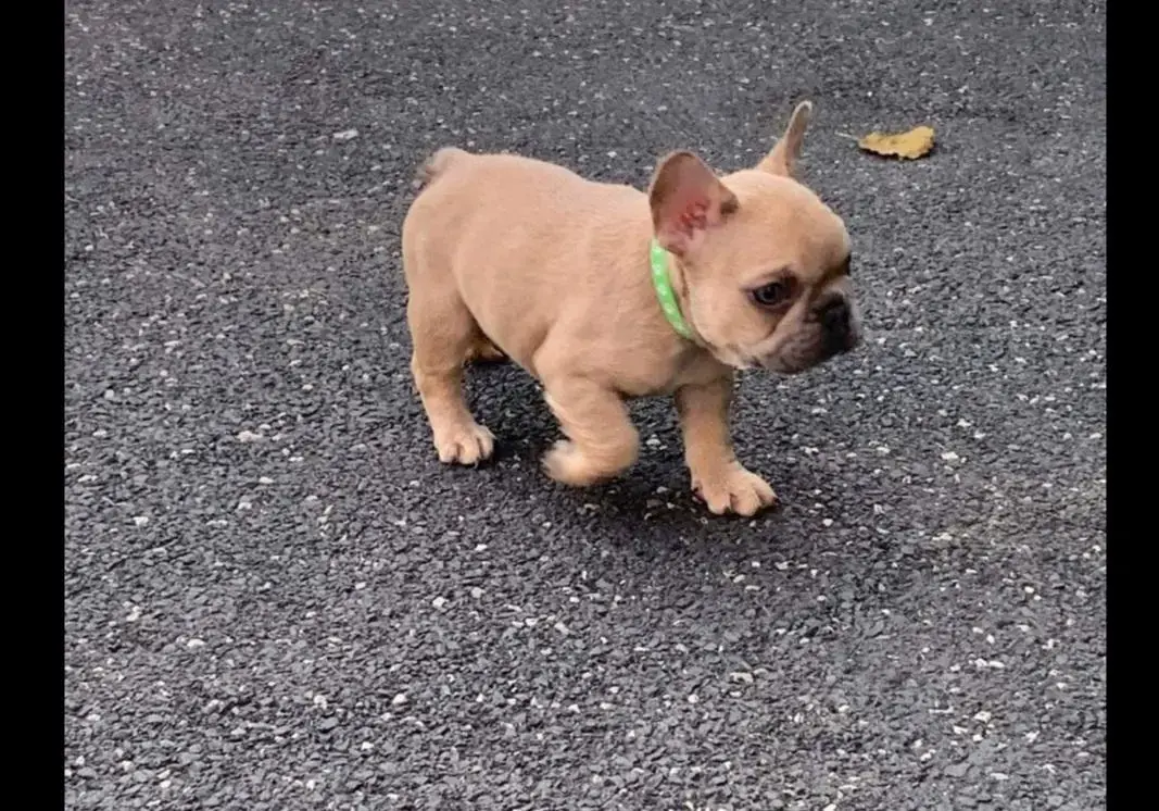 French Bulldog