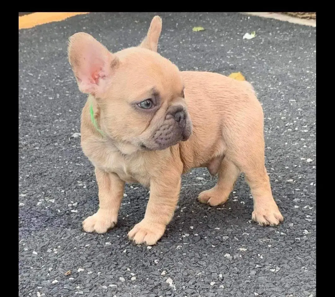 French Bulldog