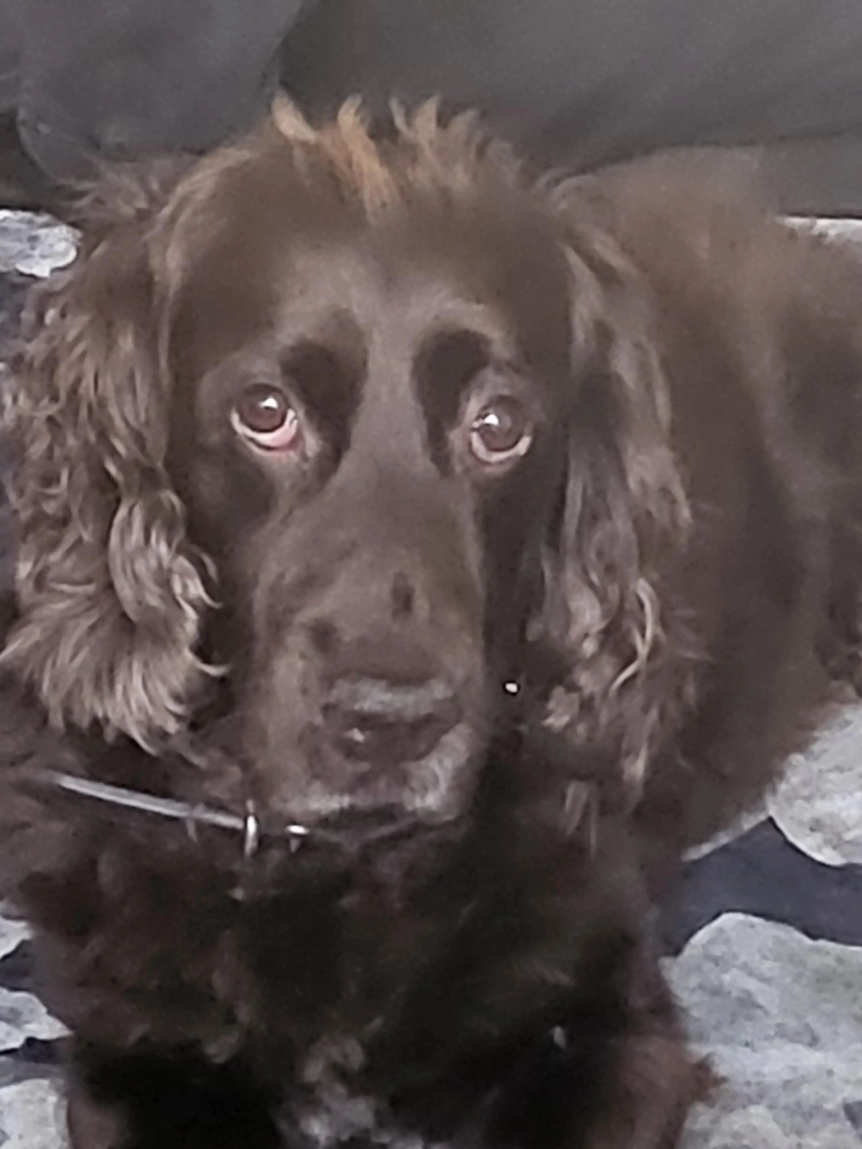Cocker Spaniel (English)