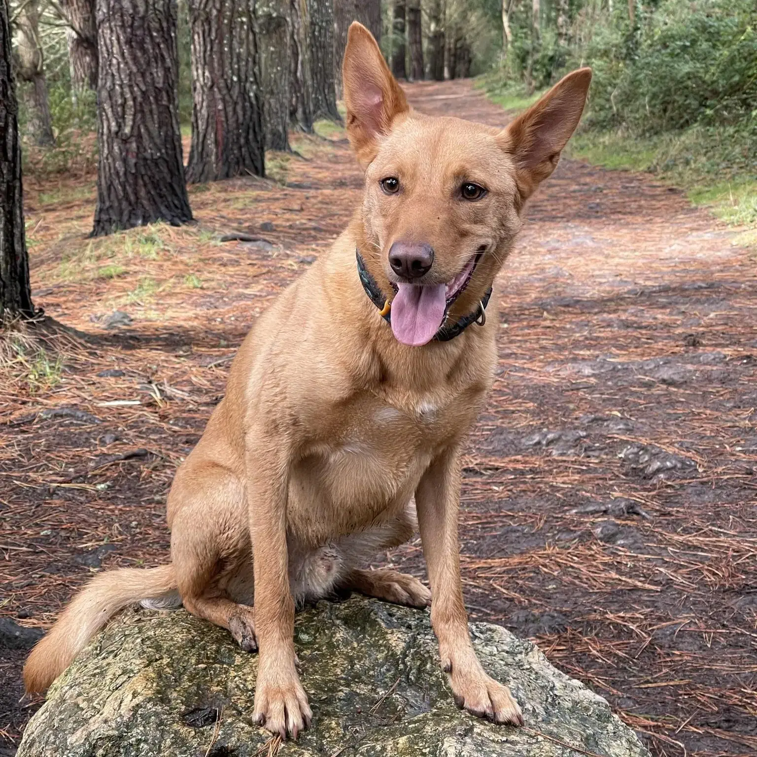 Kelpie