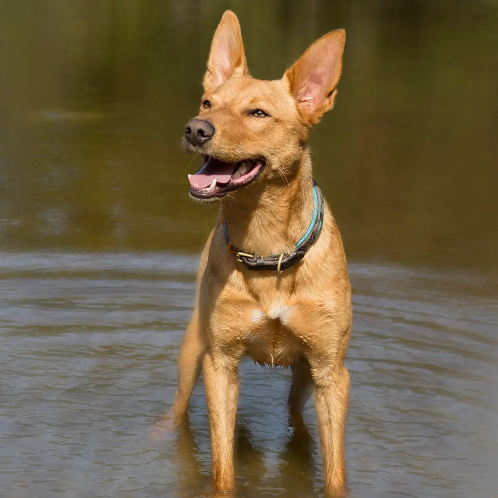 Kelpie