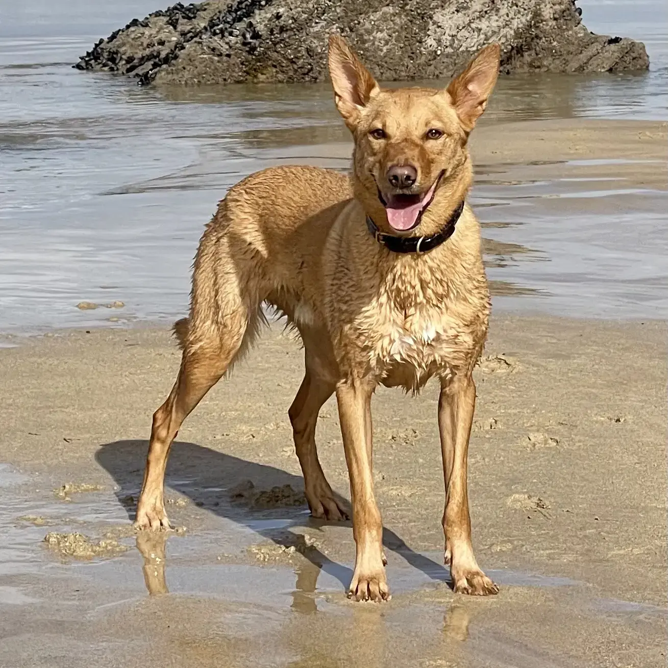 Kelpie