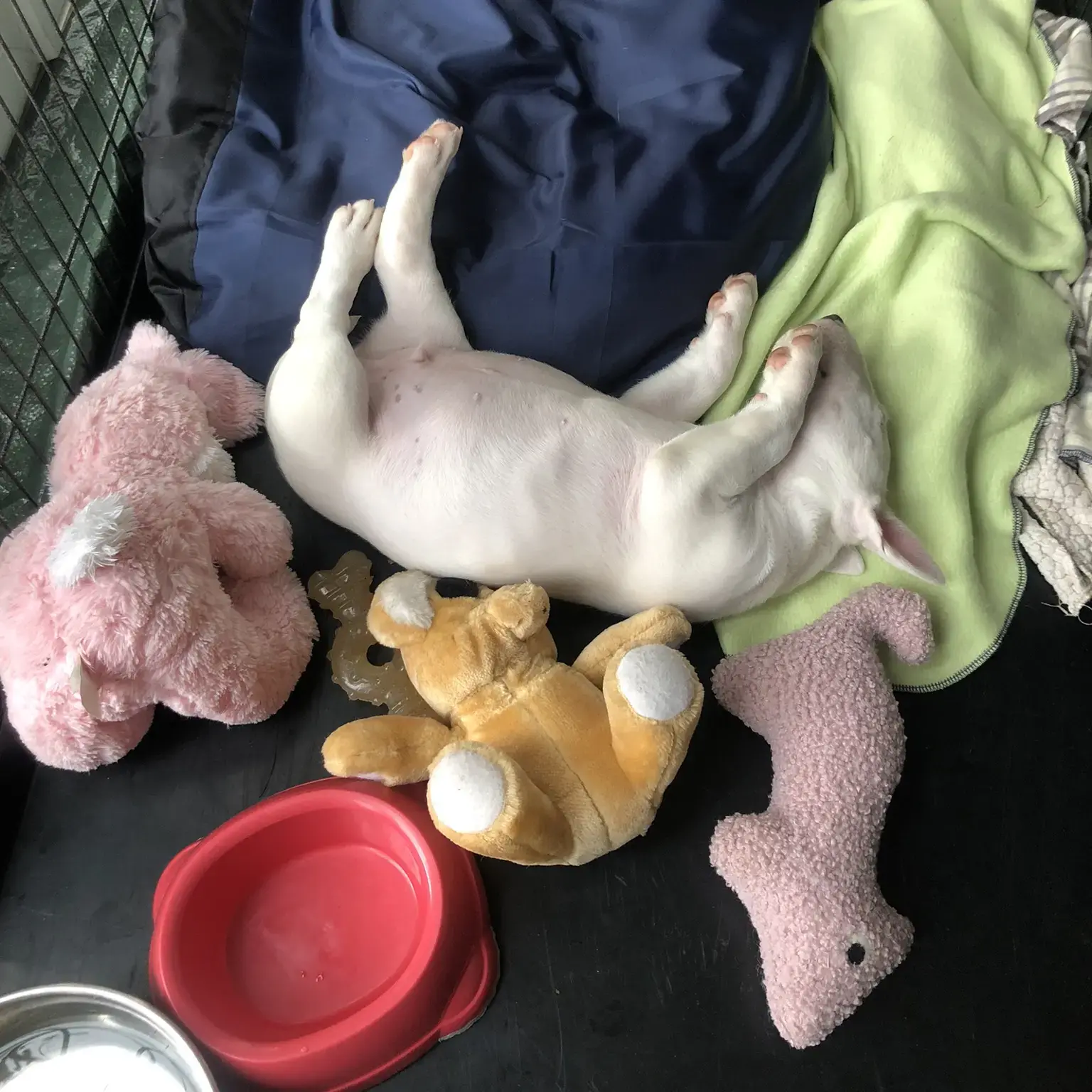 Bull Terrier