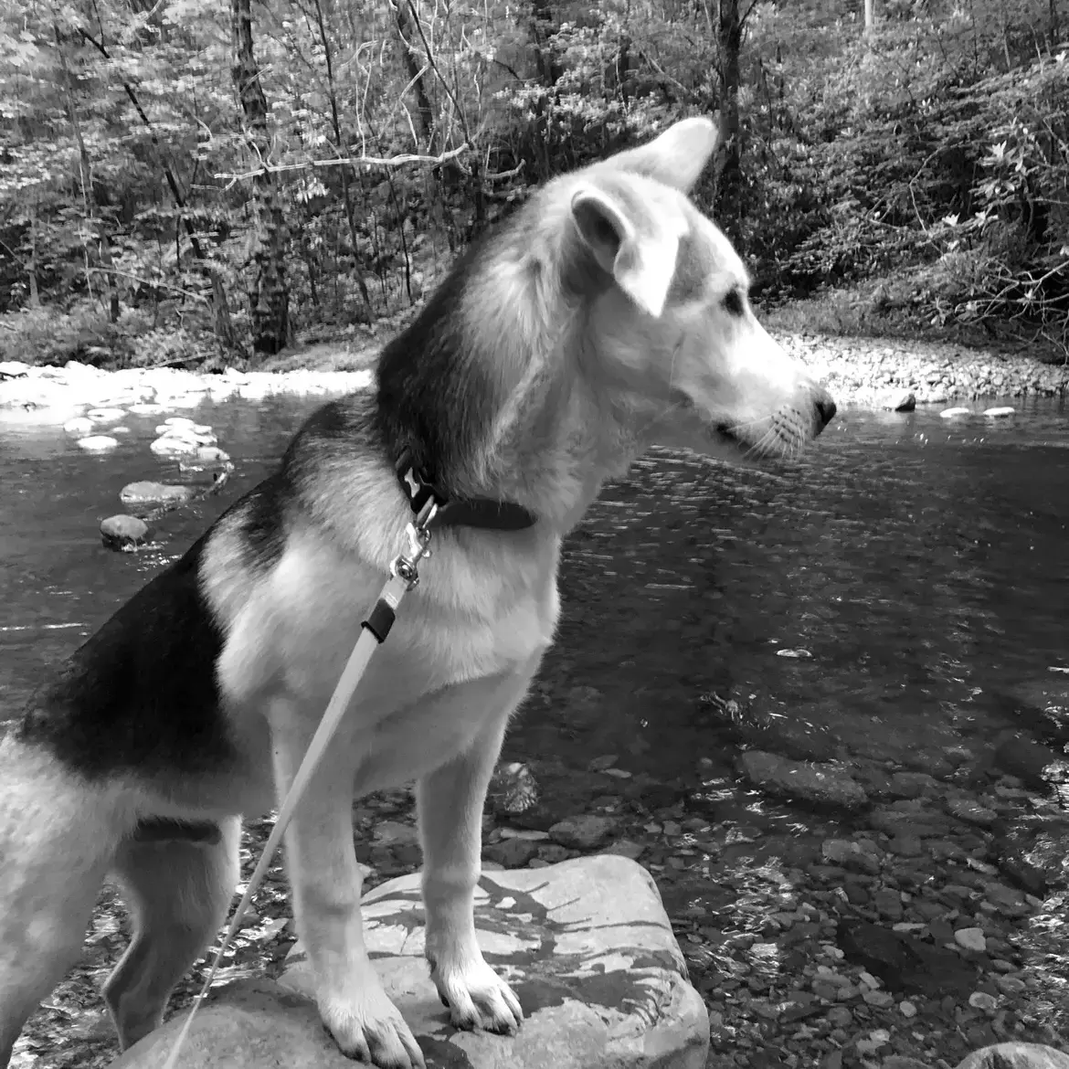 Siberian Husky